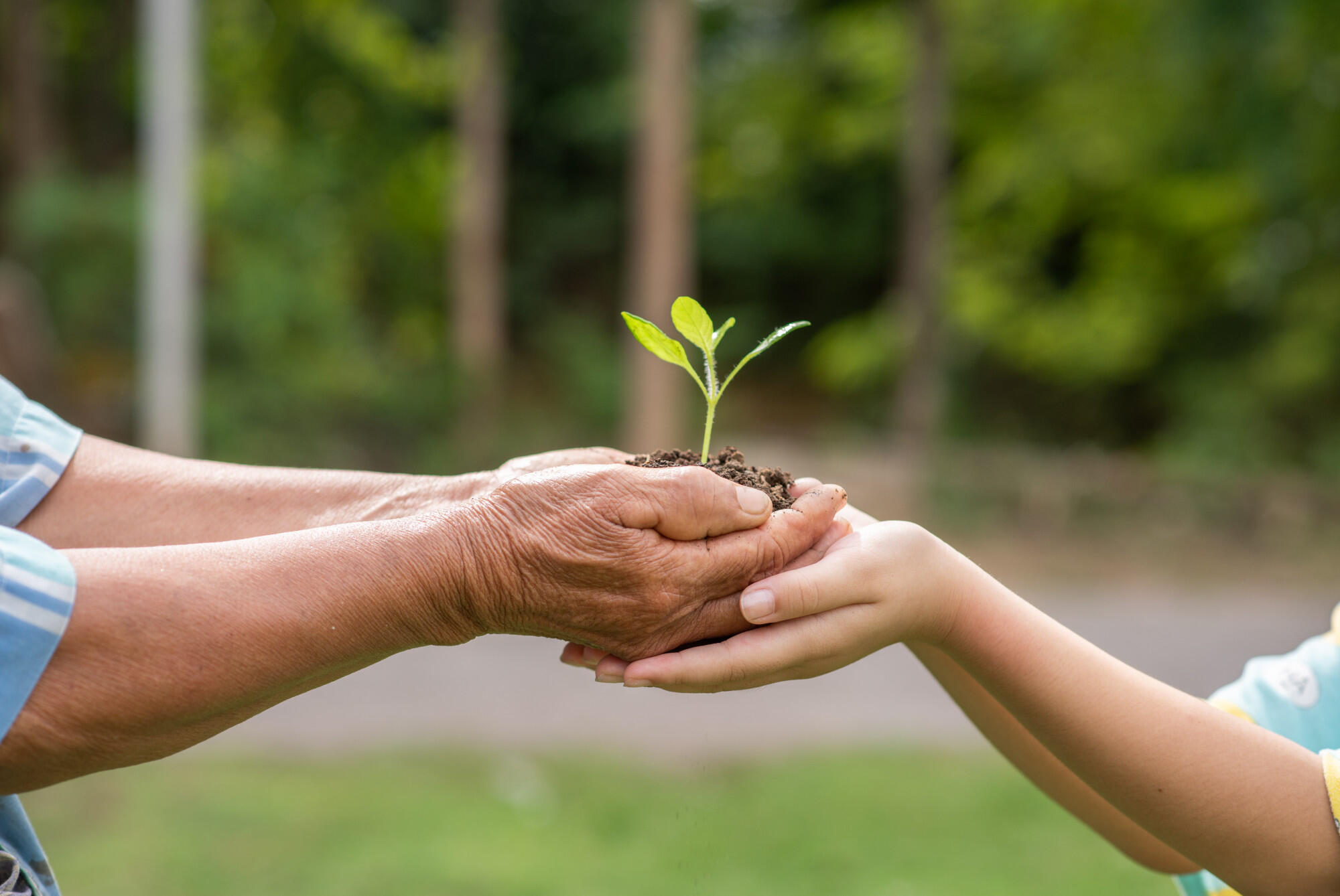 Duas mãos segurando uma muda de planta.