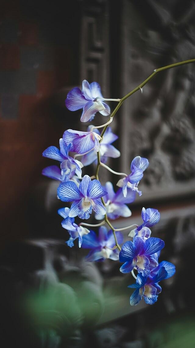 Fotografia de orquídea com cores de fundo azul