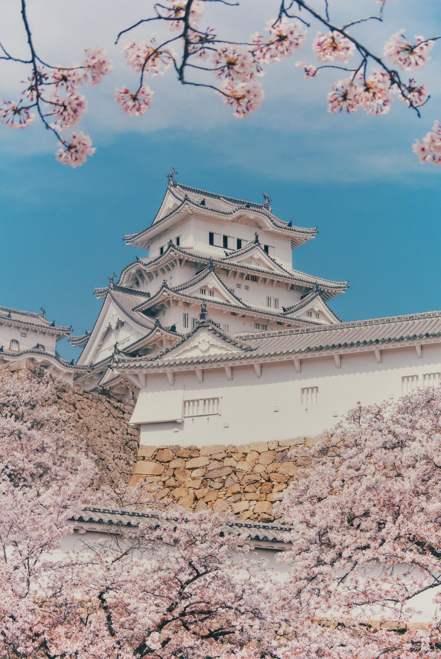 Traditional Japanese castle surrounded by blooming cherry blossom trees under a clear blue sky.