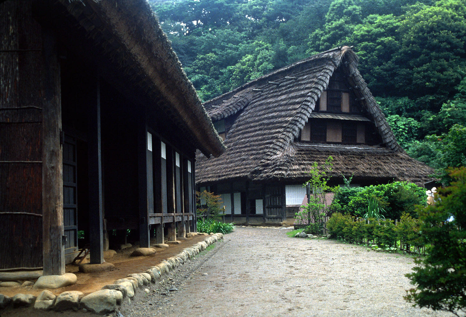 Traditional Japanese thatched-roof houses surrounded by lush greenery and a gravel pathway in a rural setting.