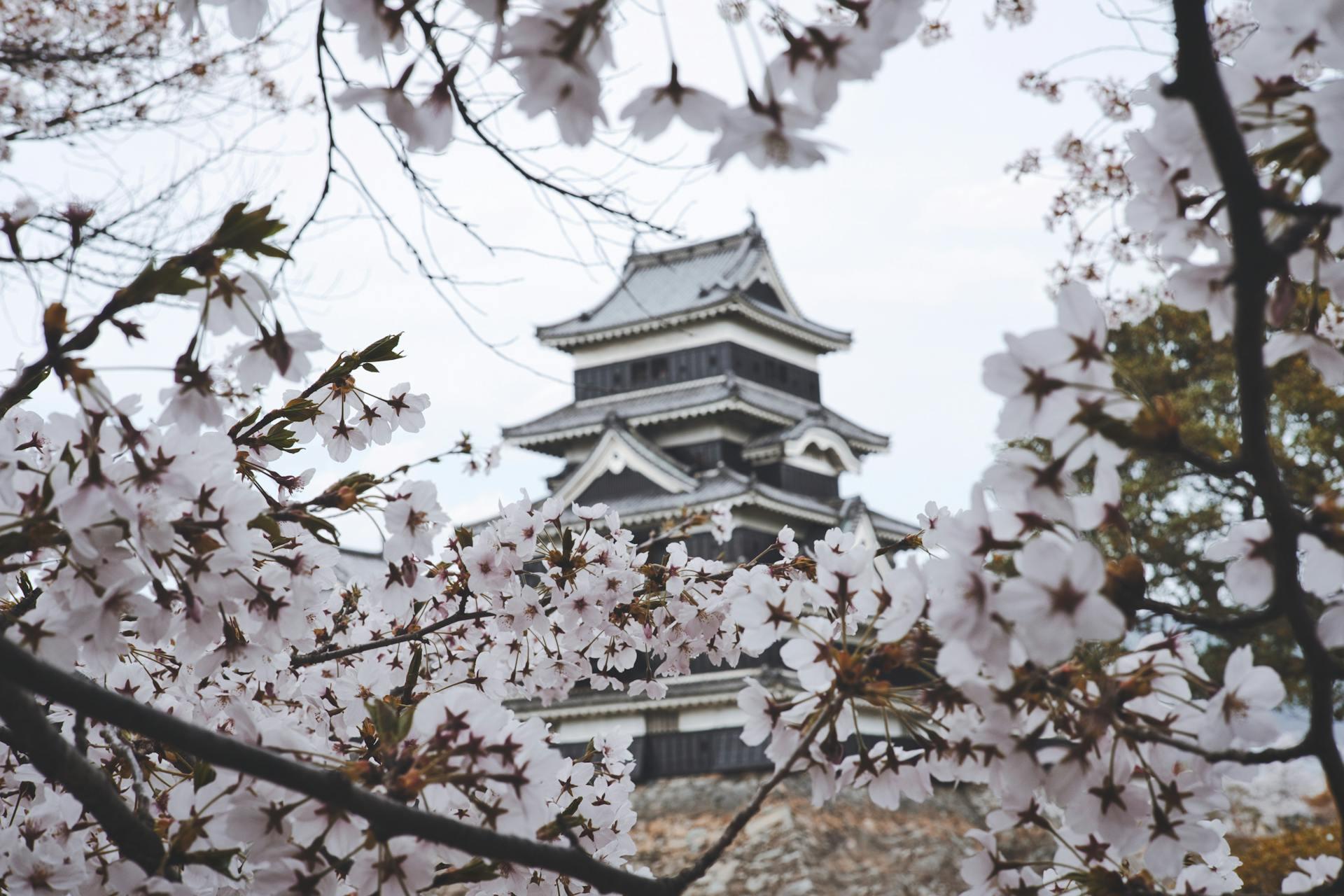View of a traditional Japanese castle framed by blooming cherry blossom branches on a cloudy day.