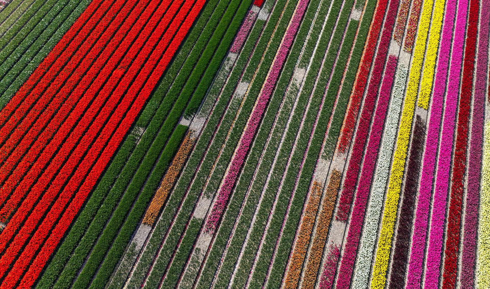 aerial view of a tulip field field in the Netherlands