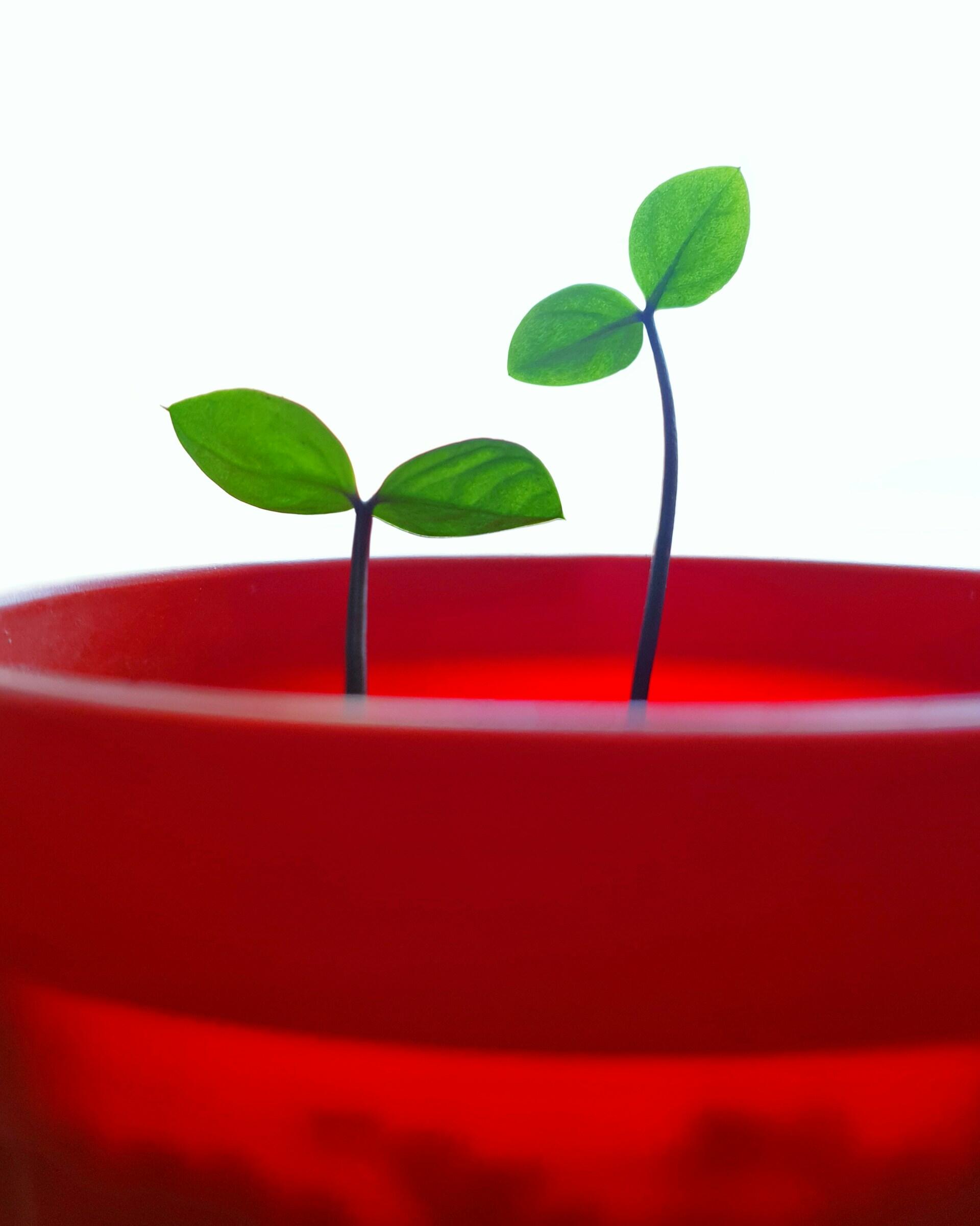 Two green seedlings with heart-shaped leaves rise from a vibrant red pot against a bright white background.