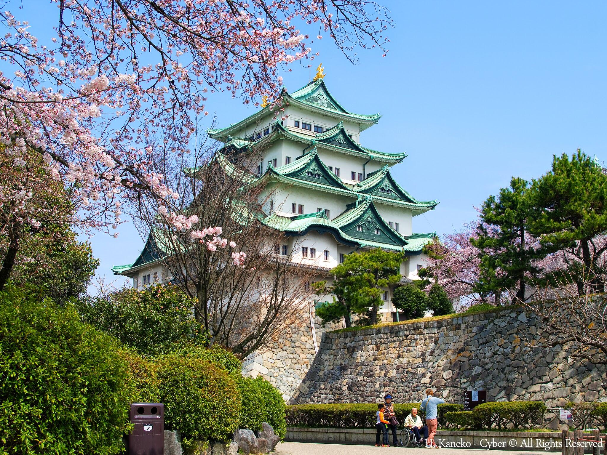 Nagoya Castle surrounded by blooming cherry blossoms under a clear blue sky.