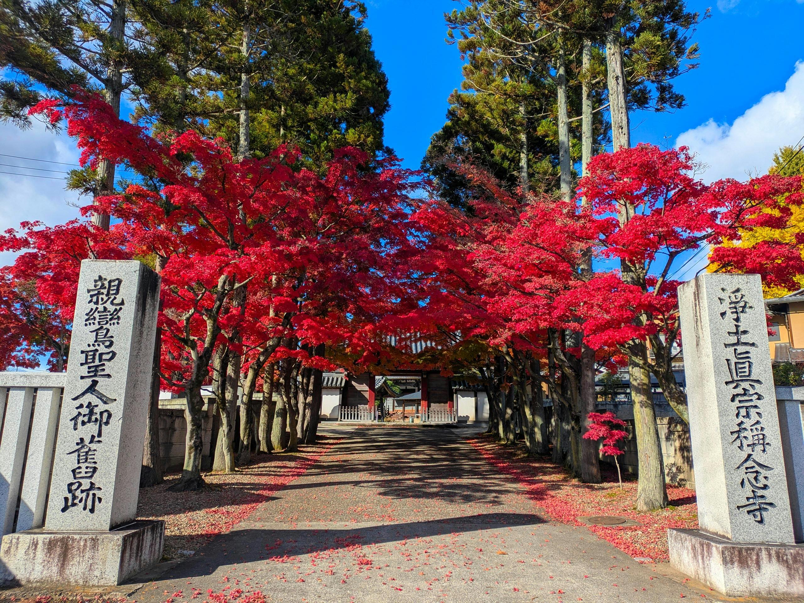 Bright red autumn leaves lining the entrance to a temple in Sendai, Japan.