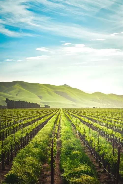 Ingredients for wine making