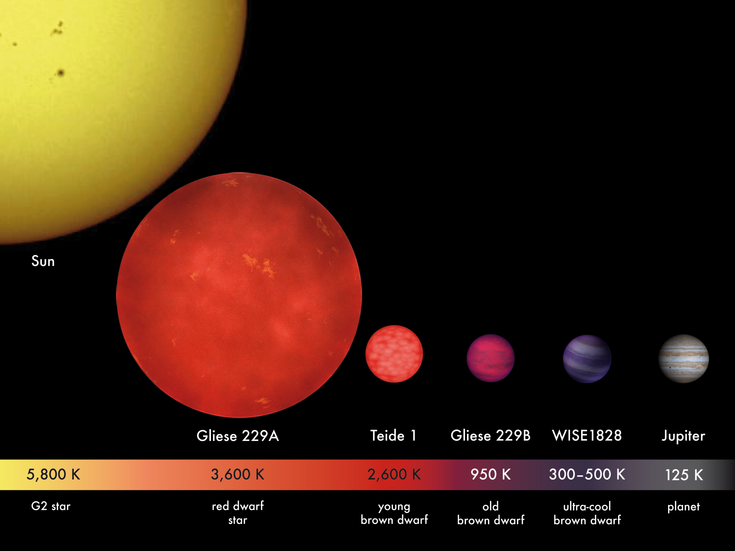 illustration displaying that the Sun is dozens-hundreds of times larger than a few brown dwarfs examples, while Jupiter is shown to be about the same size or slightly smaller than the same examples