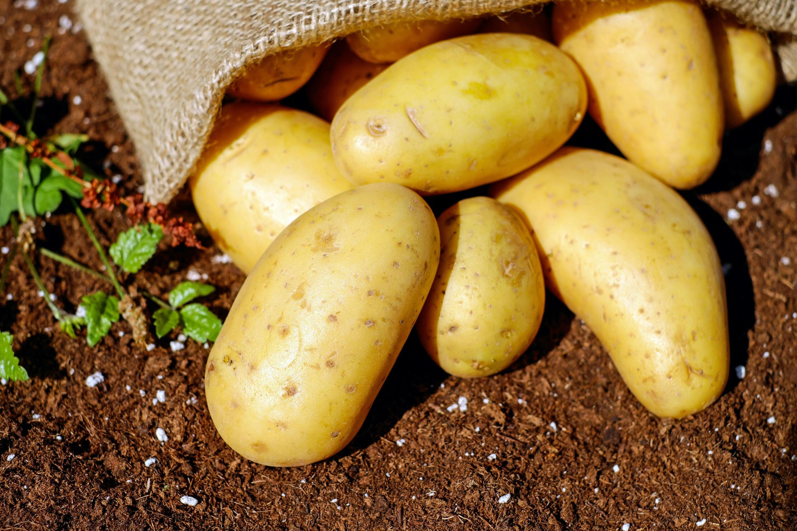 a pile of yellow potatoes sit on a bed of soil.