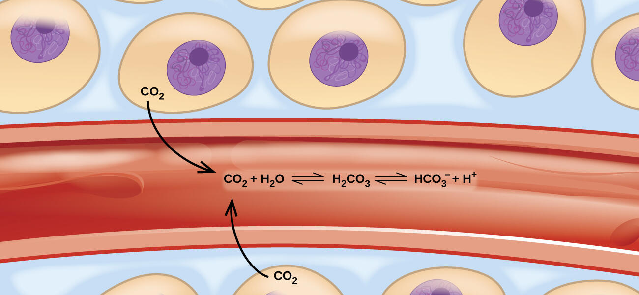 Diagram showing carbon dioxide diffusion from cells into a blood vessel and its chemical equilibrium with carbonic acid and bicarbonate ions.
