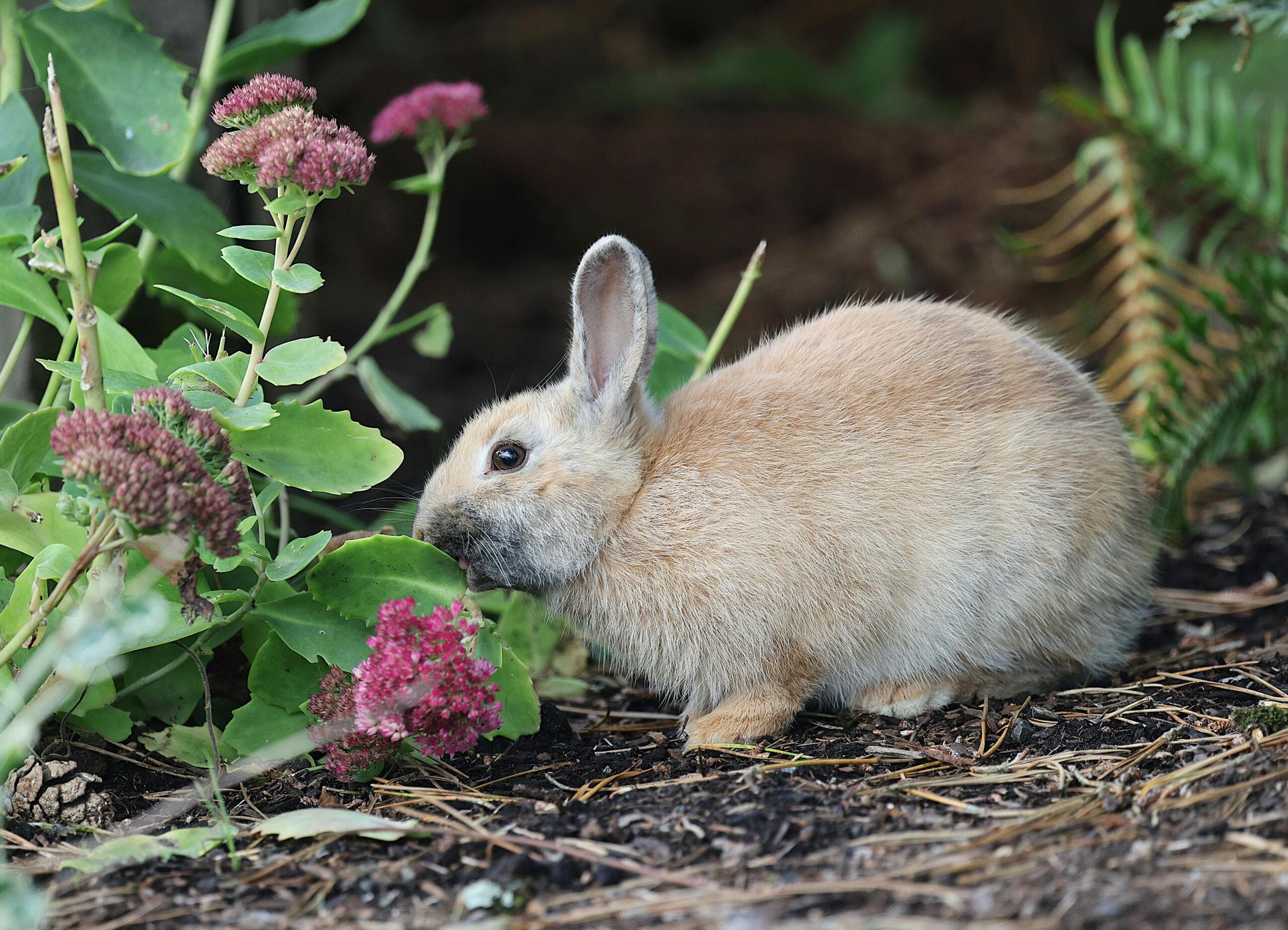 Small bunny sitting among green plants and grass, partially hidden by leaves in a natural outdoor setting.