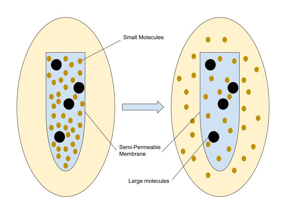 A diagram on osmosis in the dialysis process.