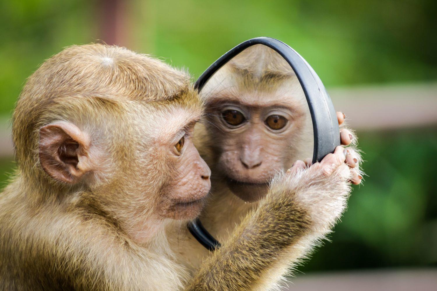 A monkey