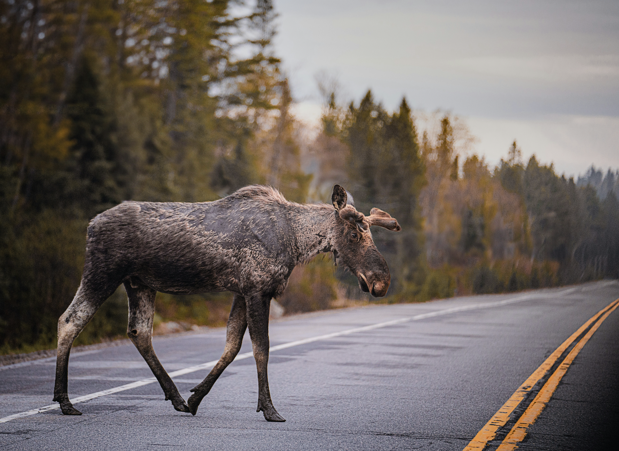 A moose crossing a paved road in Algonquin Provincial Park, surrounded by forest. The scene is set under an overcast sky, highlighting the natural environment of the park.