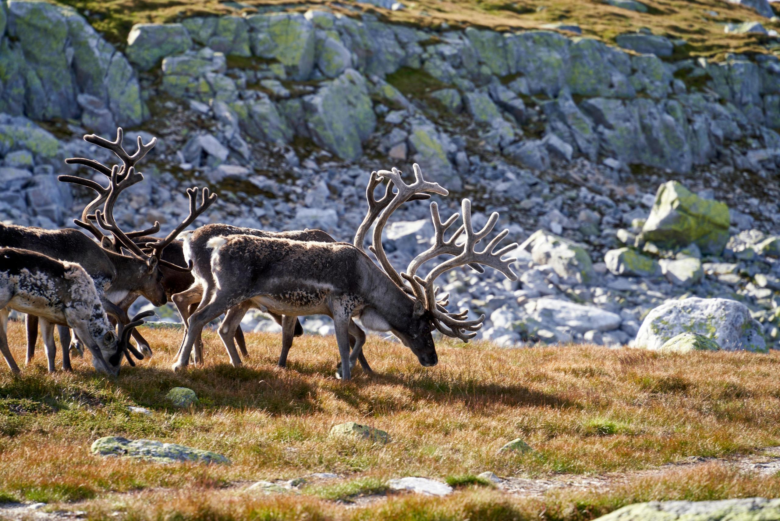 A herd of reindeer grazes on the Arctic tundra in the Northwest Territories. Their impressive antlers stand out against a backdrop of rocky terrain and sparse vegetation, showcasing the rugged northern landscape.