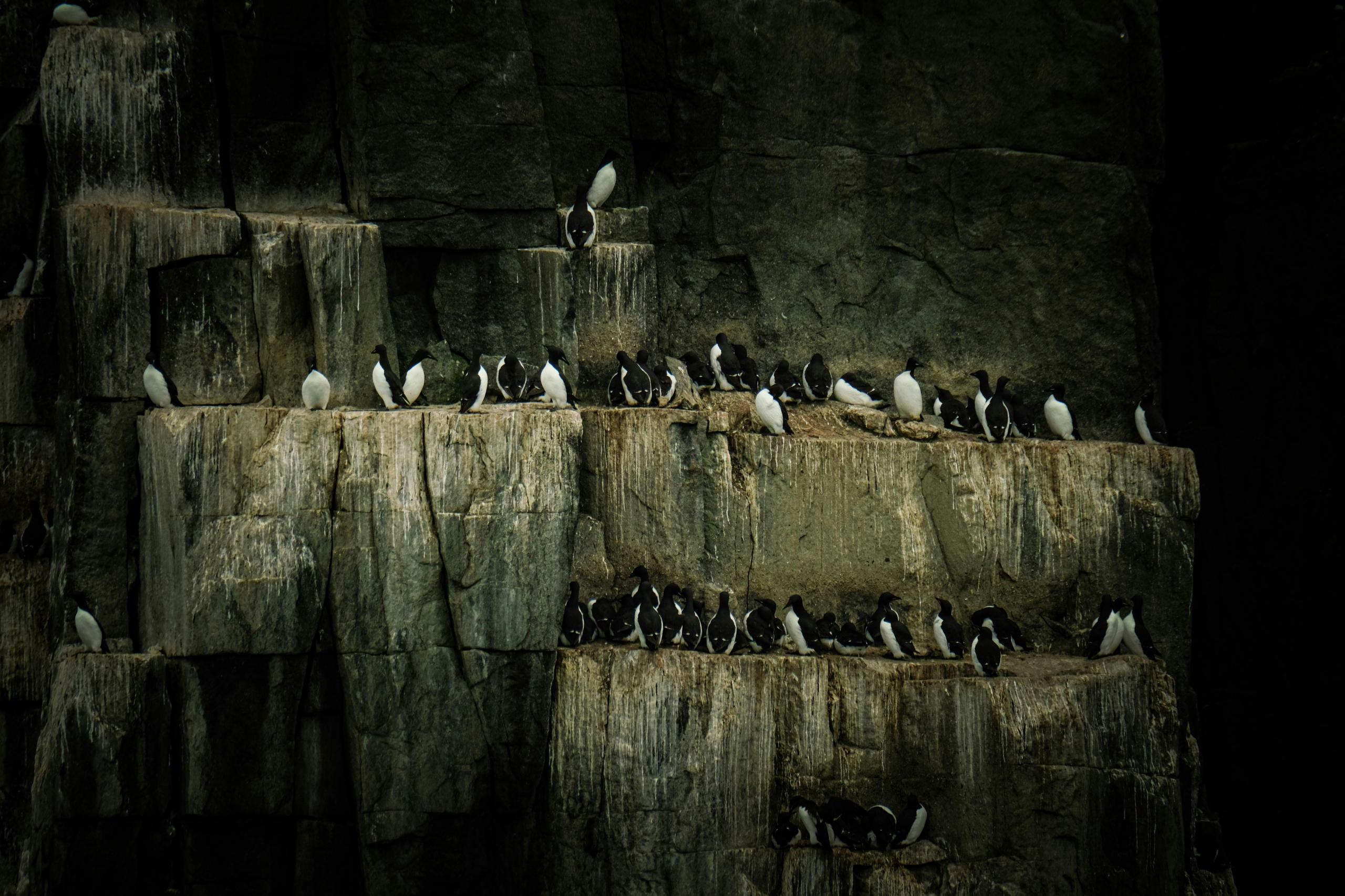 Several thick-billed murres are perched on the ledges of a steep, rocky cliff in Sirmilik National Park.