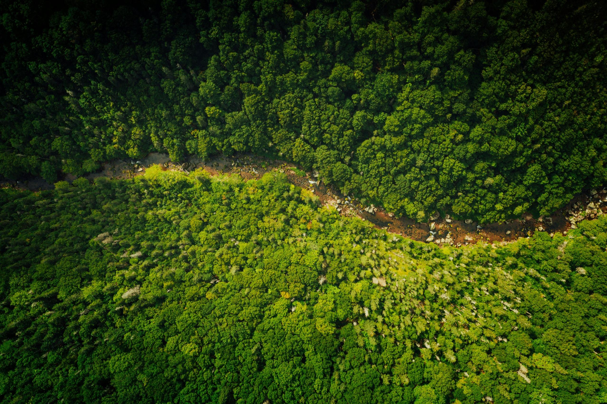 Dense green forest with a winding, rocky stream cutting through. Sunlight highlights the canopy.