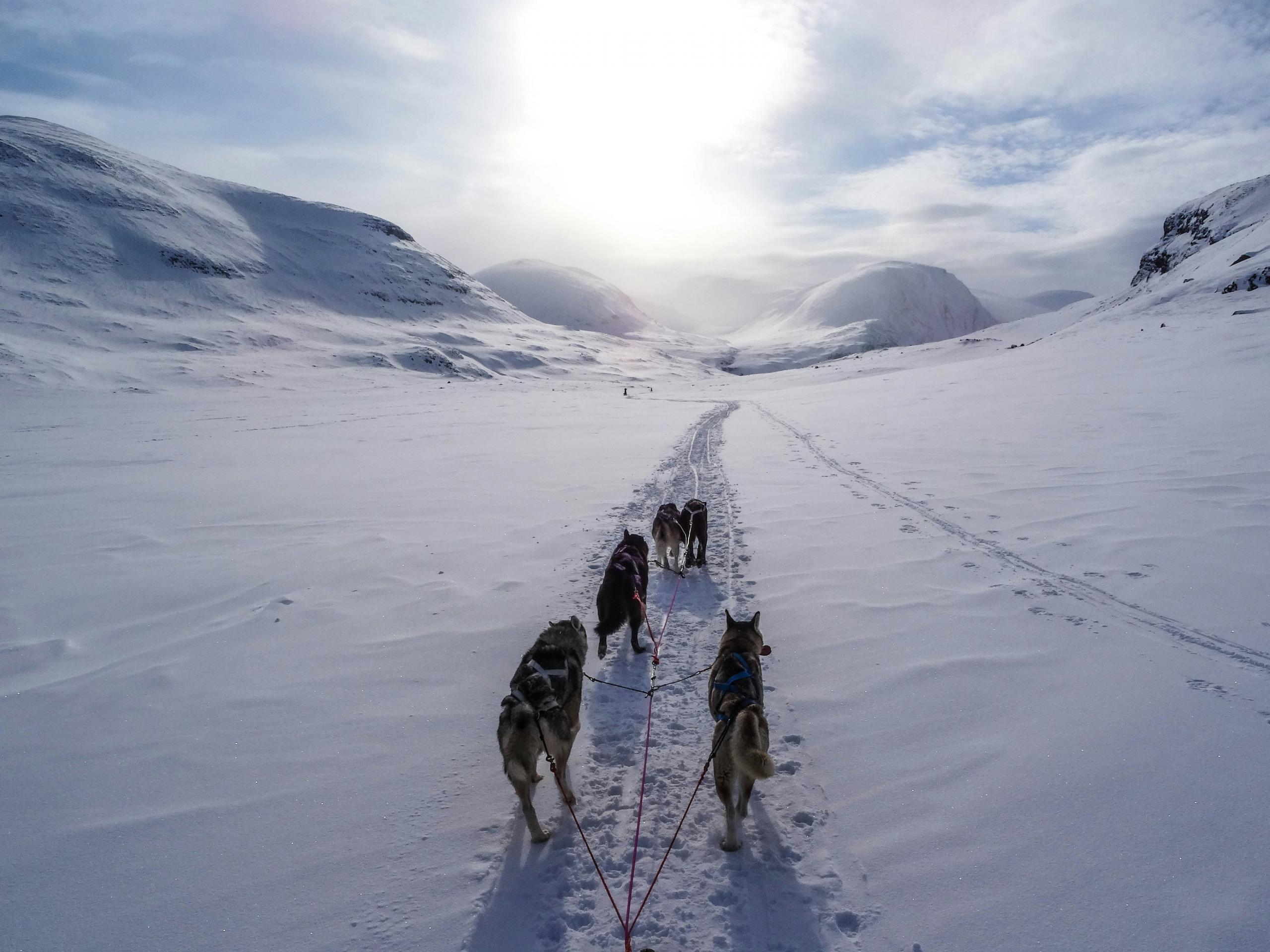 A team of sled dogs pulls a sled through a vast, snow-covered landscape with mountains in the background. The trail stretches ahead into the distance under a partly cloudy sky, creating a serene and expansive Arctic scene.