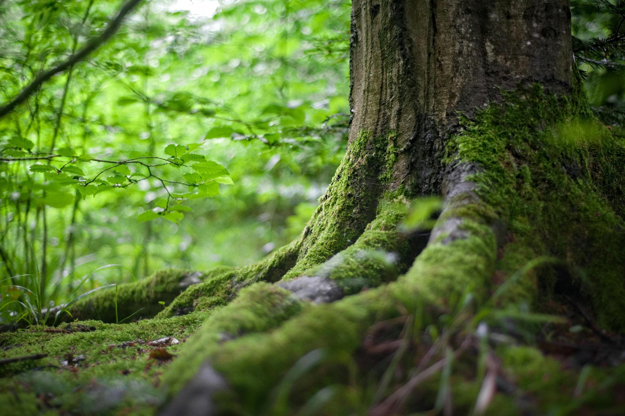 Close-up of a tree trunk with roots covered in vibrant green moss in a lush forest. The background is filled with soft-focus greenery.