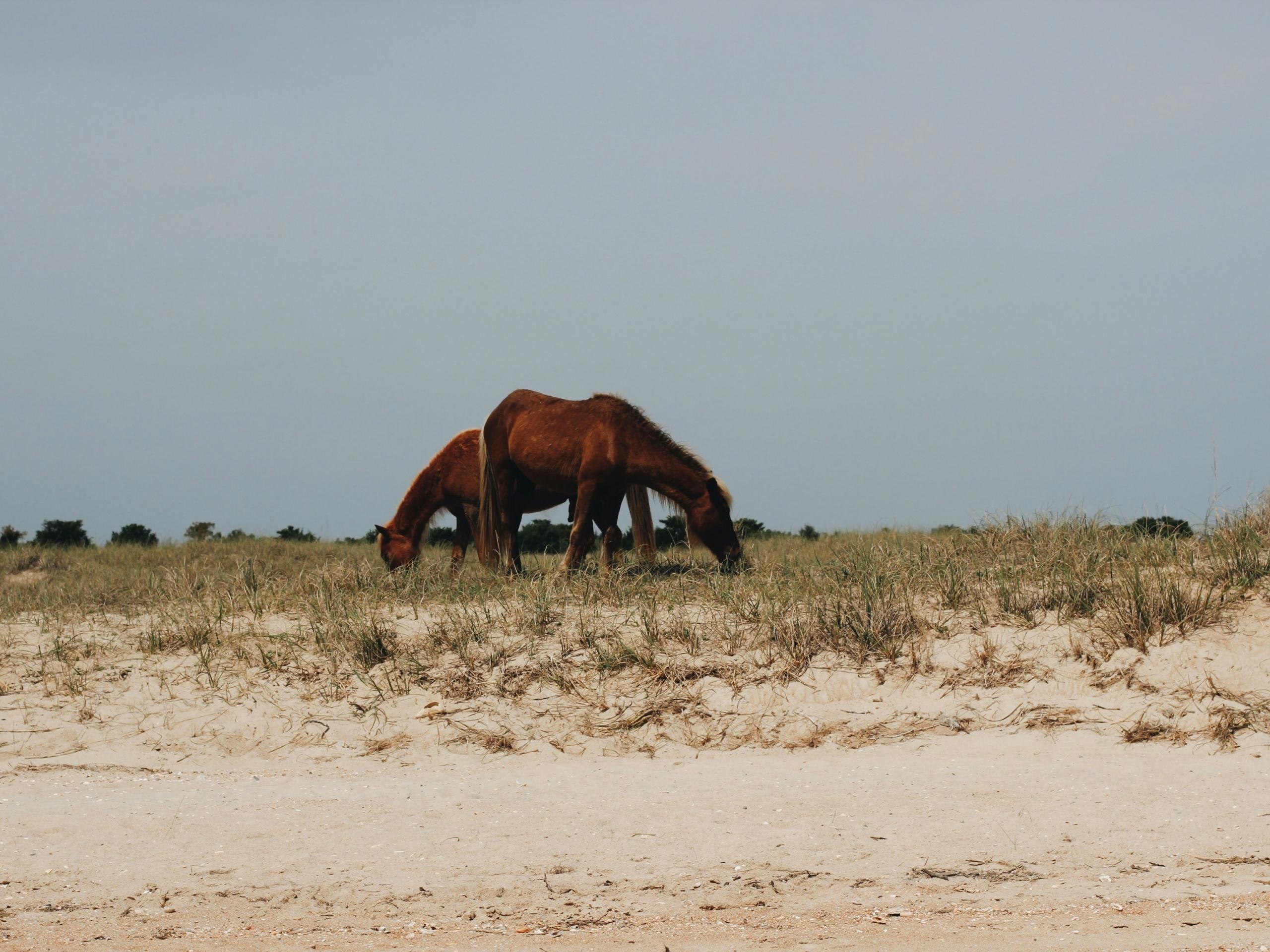 Two wild horses graze on grassy dunes near a sandy beach under a clear sky.