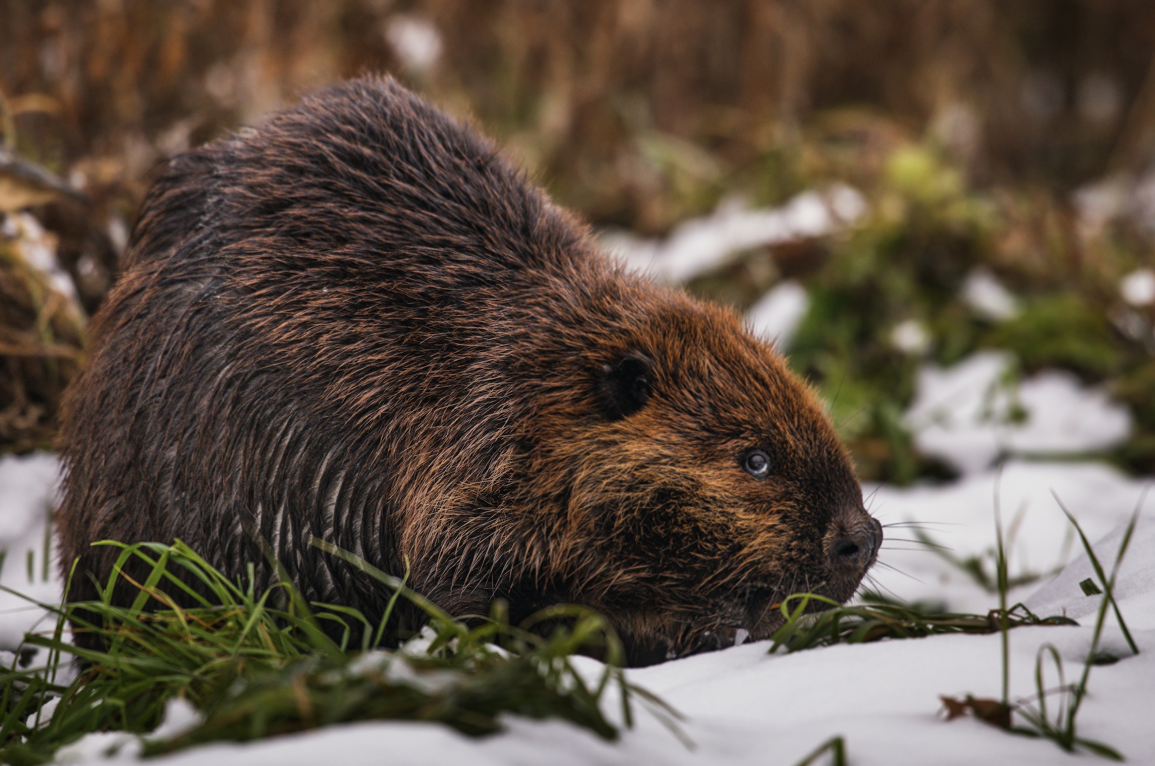 A beaver exploring the snow-covered ground in a wintery forest, showcasing its resilience and adaptability in harsh conditions.