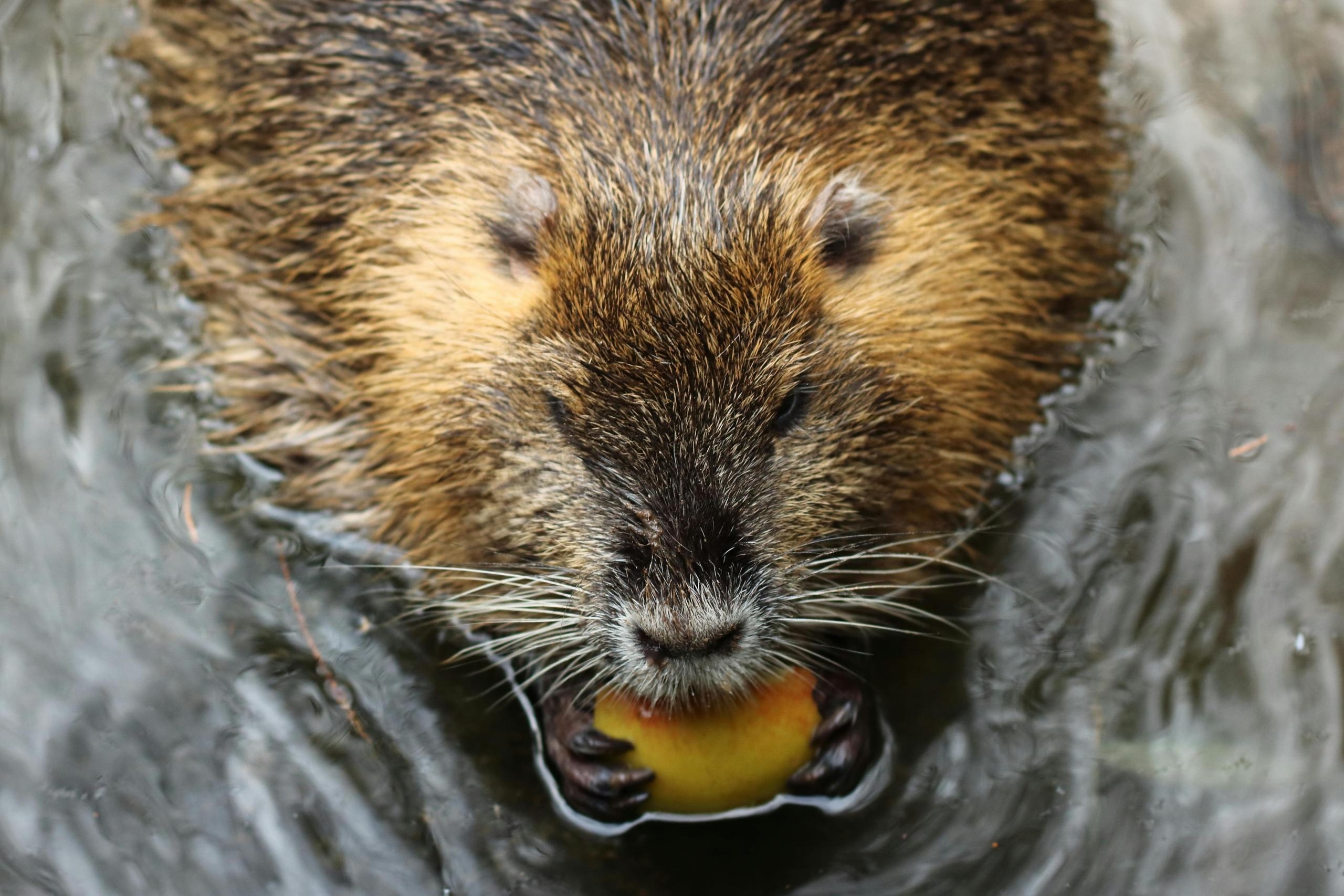 A close-up of a beaver partially submerged in water, holding and nibbling on a small fruit. The beaver's fur is wet.