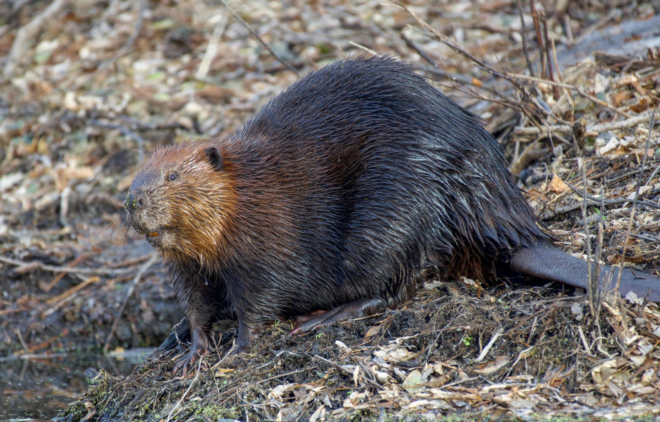 A detailed view of a beaver sitting on the edge of a forested area, displaying its wet fur and characteristic features.