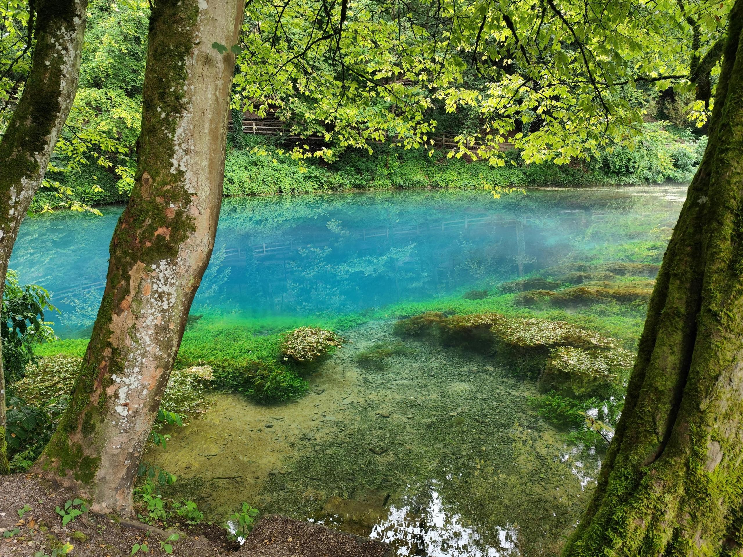 a bright blue pond can be seen behind trees. Grass and plants surround the pond.