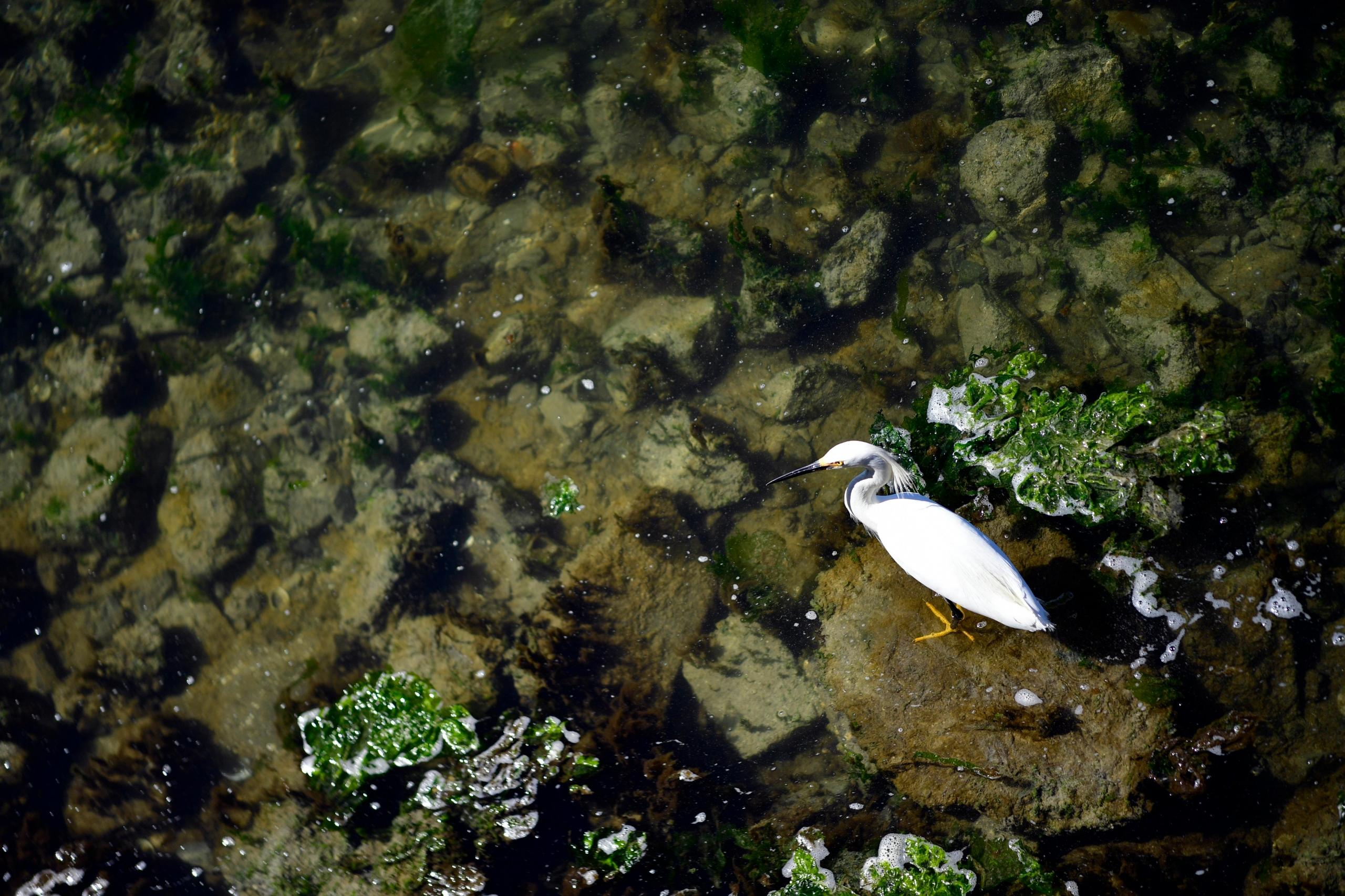a white water bird stands on rocks in a pool of clear water. Green plants float nearby.