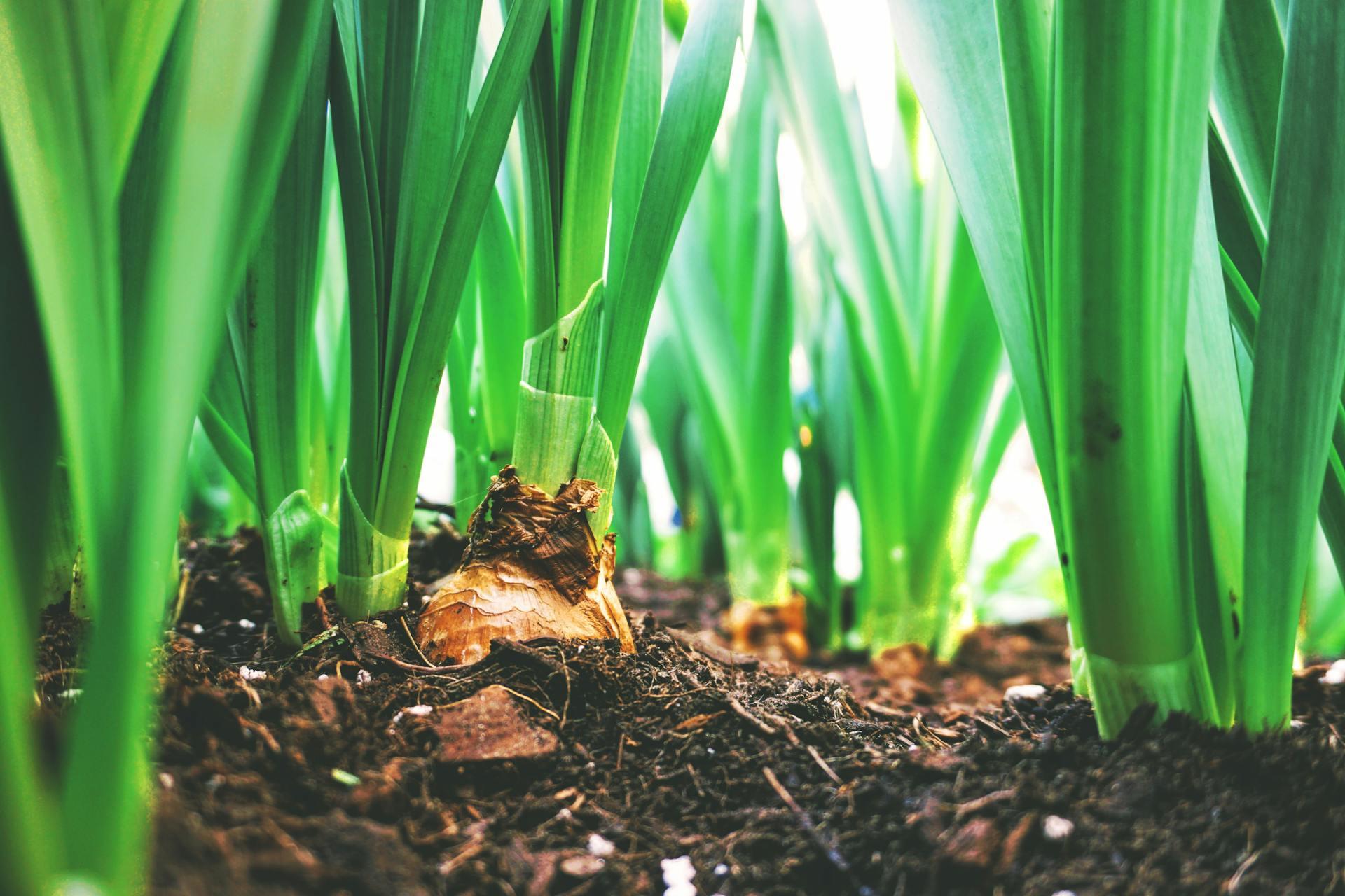 Close-Up Photograph of Plants and green crops.