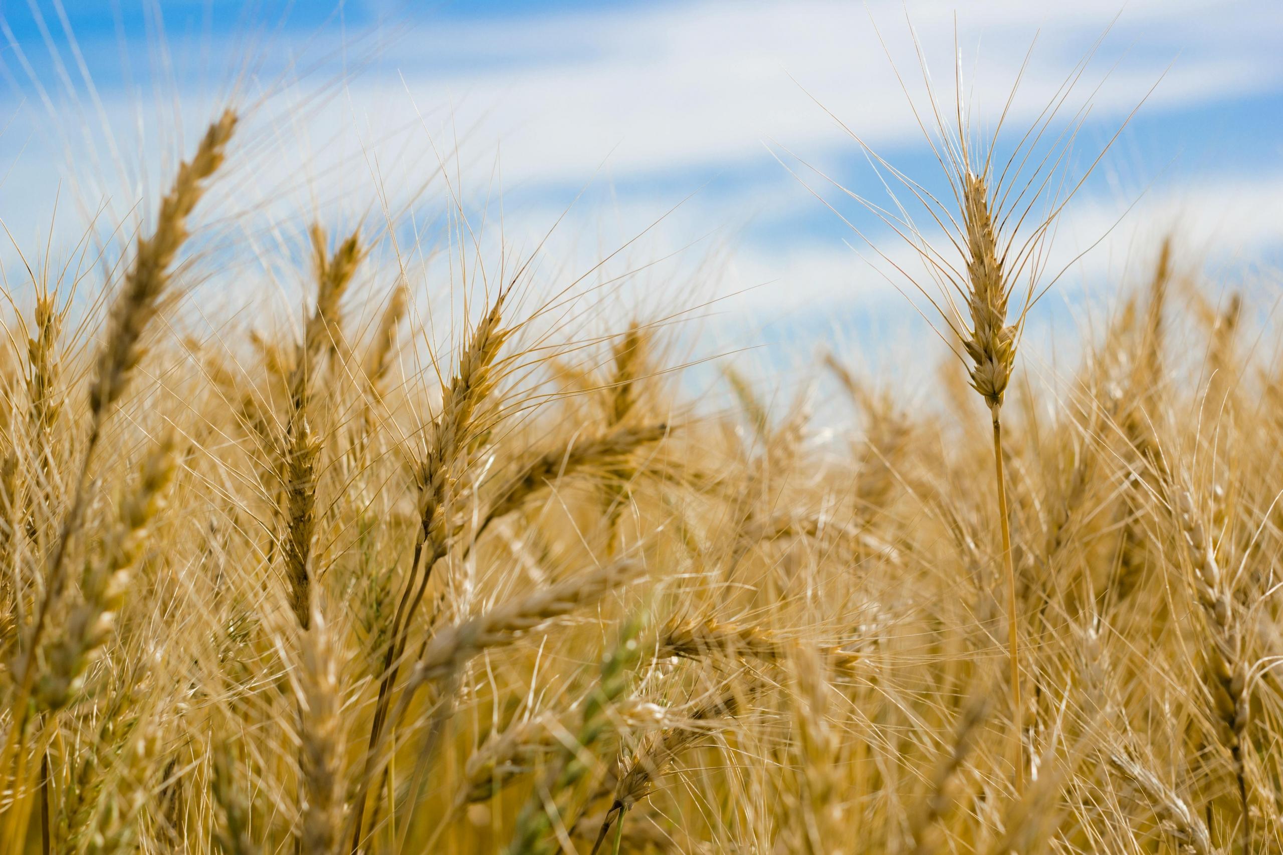 A close up of wheat. The wheat is golden in colour and a blue sky with clouds can be seen in the background.