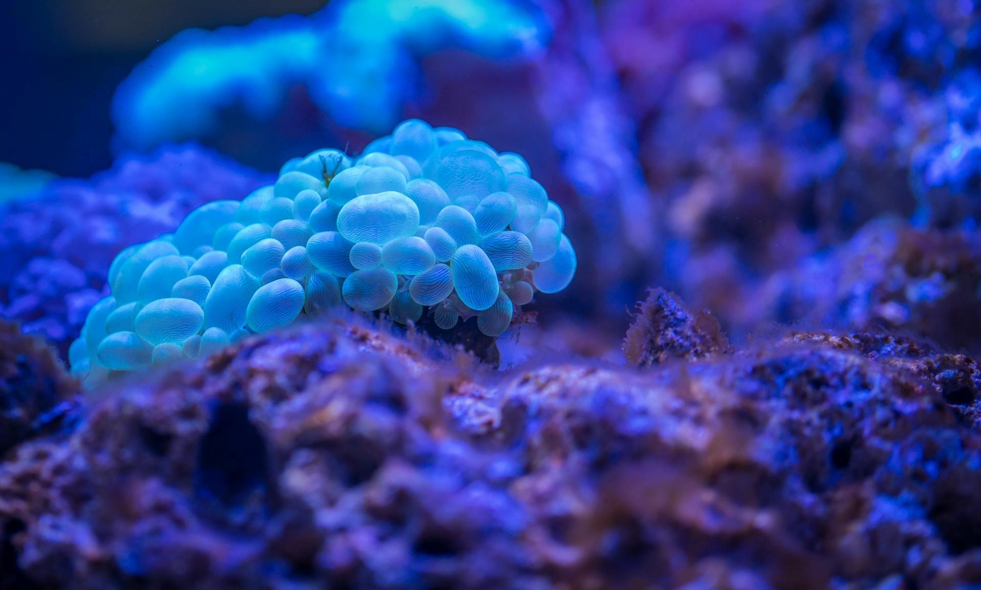 Macro Photography of Bubble Coral.