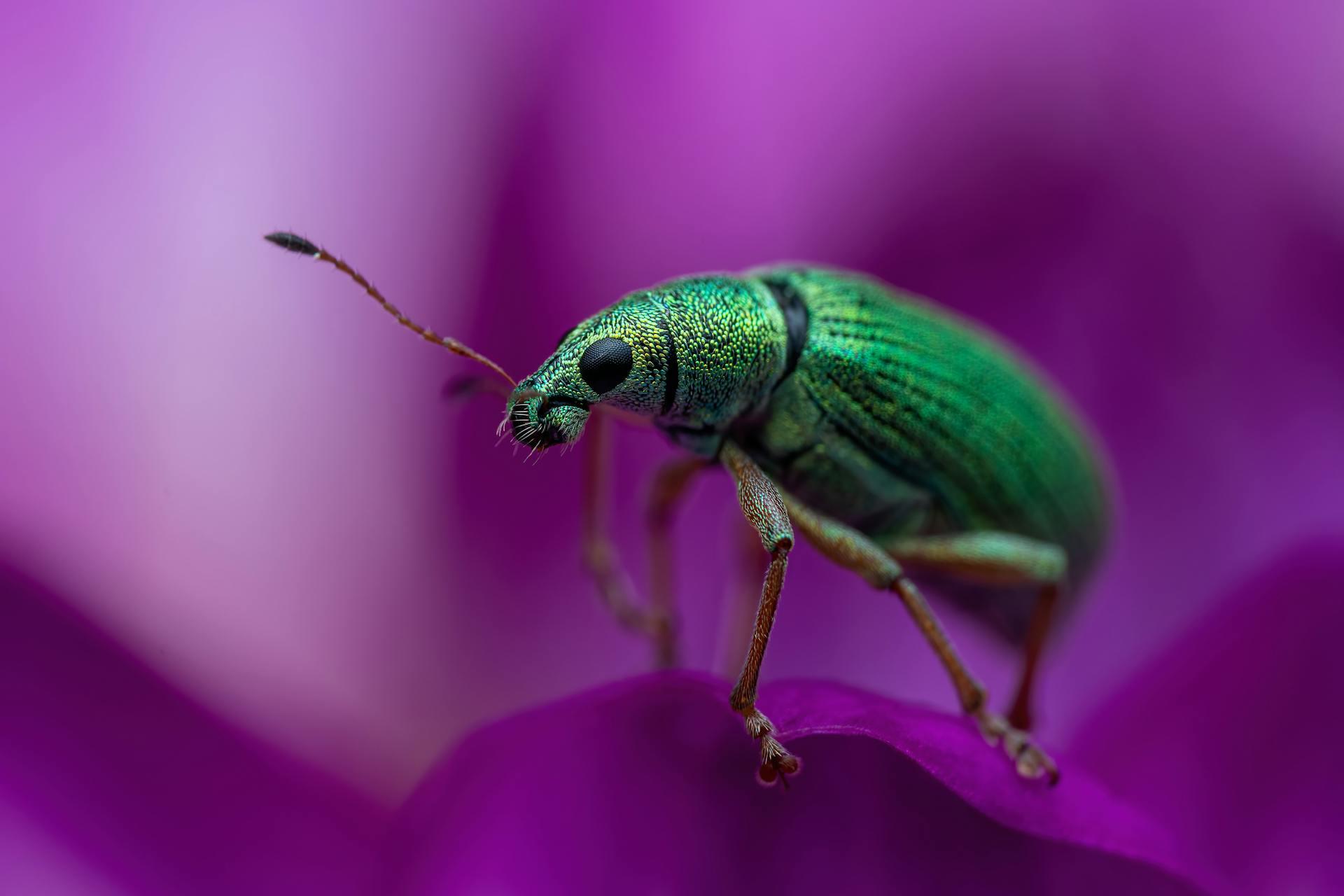 Photography Showing an Insect on Petal 