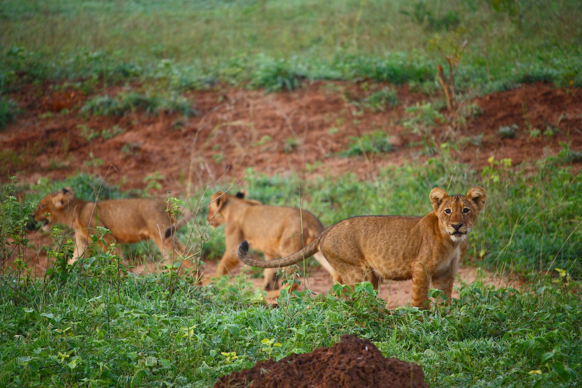 Lion Cubs On Green Grass Field.