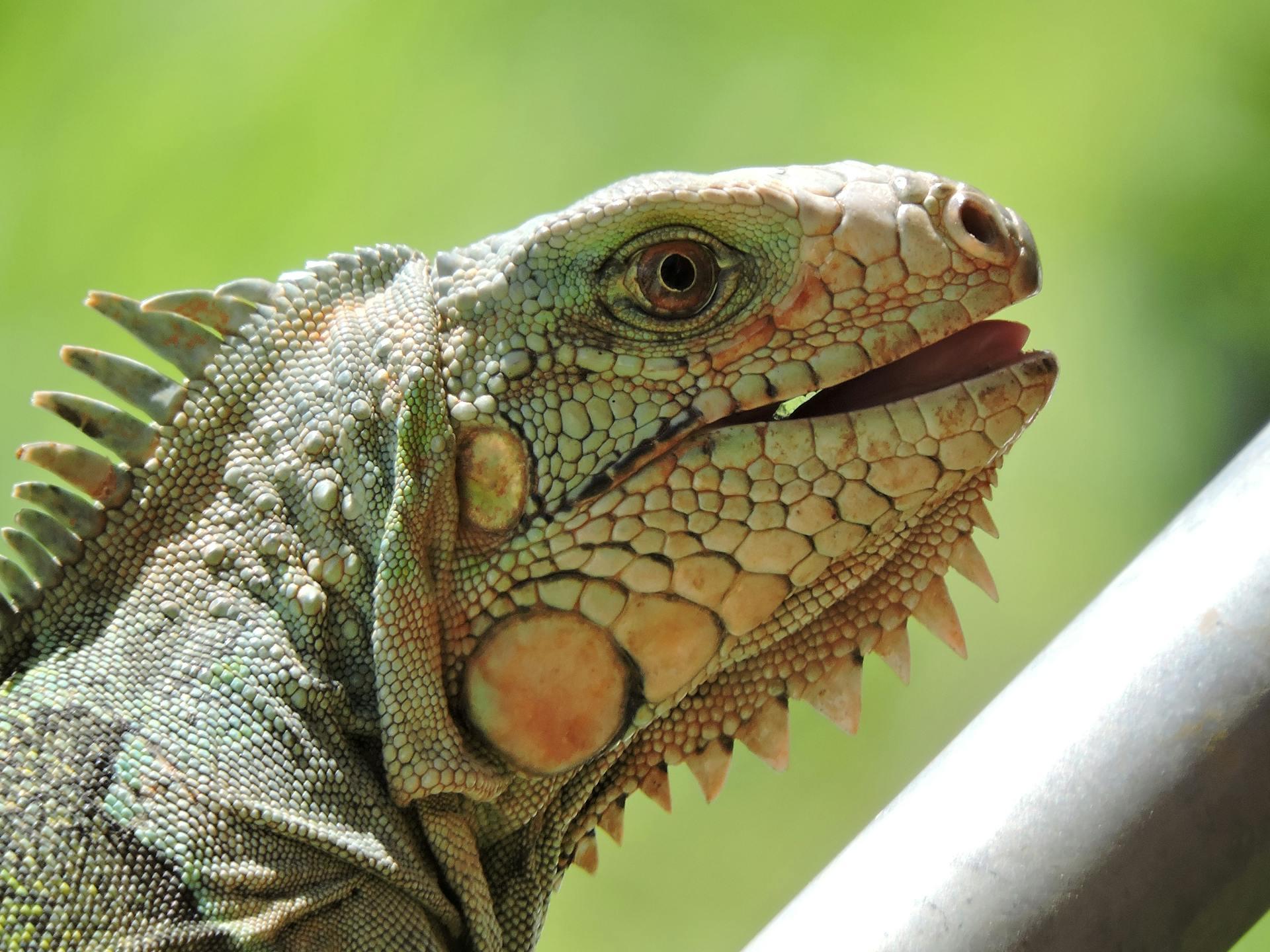 Green Iguana in Side View photo. 