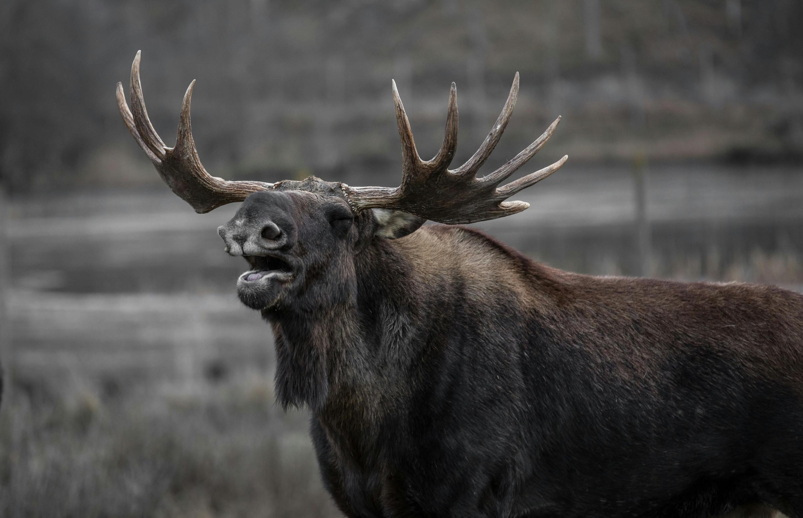 Bull moose calling in the wild during mating season.