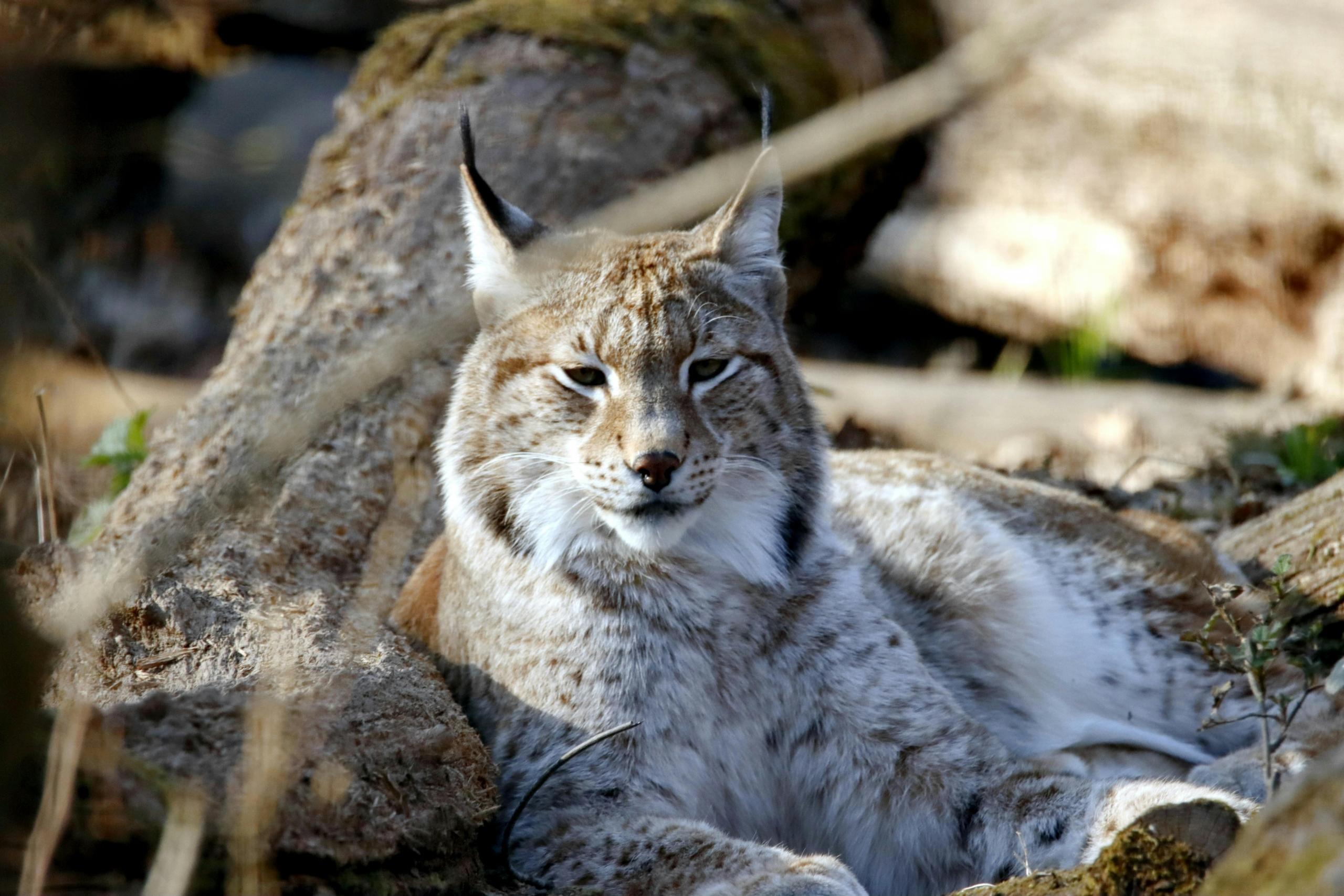 A close-up of a Canada Lynx resting on the ground among rocks and logs. The lynx’s tufted ears and thick, silvery-grey fur are clearly visible as it relaxes in its natural habitat.
