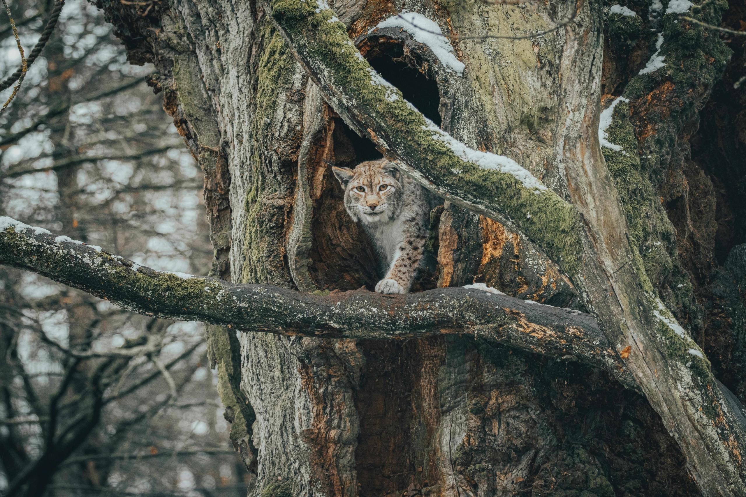 A Canada Lynx emerging from a tree hollow in a snowy forest, displaying its camouflaged fur and stealthy presence.