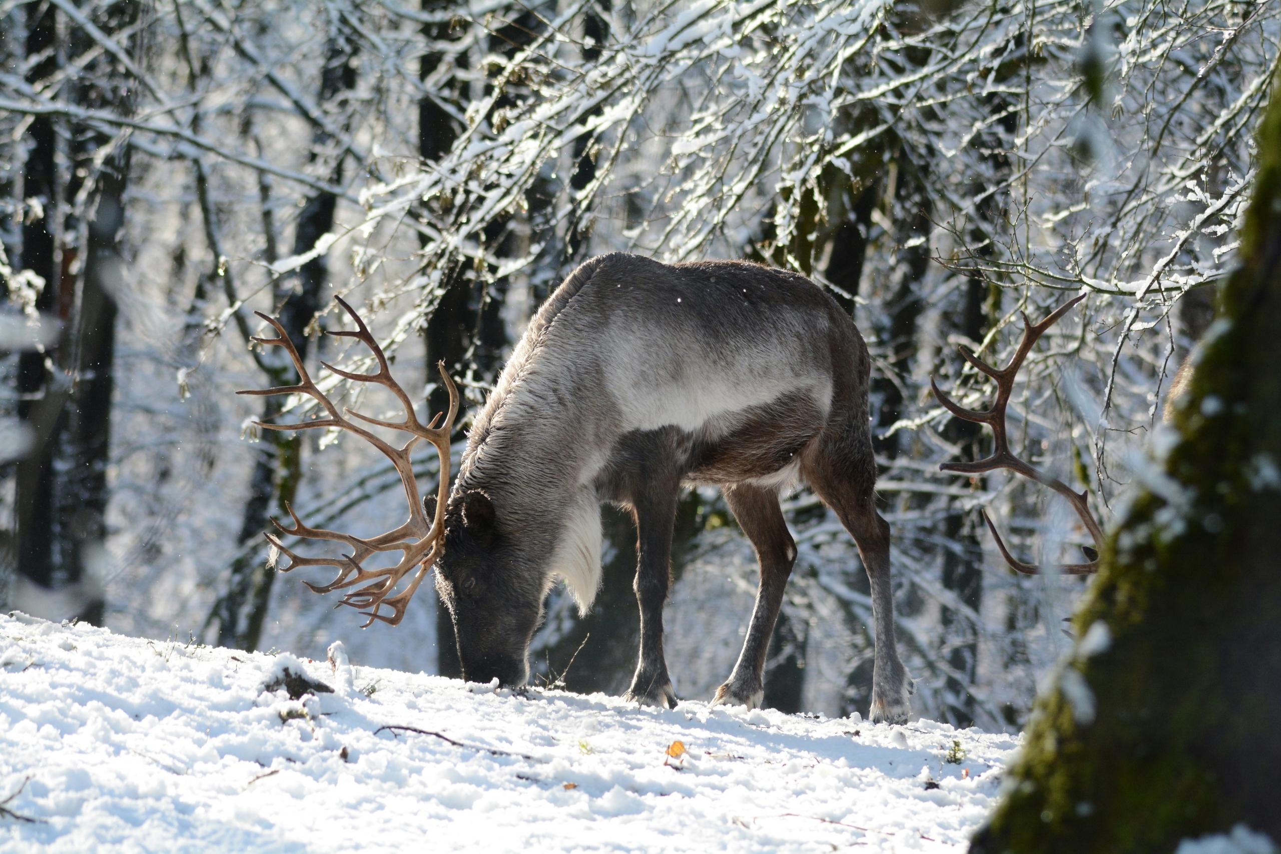 Caribou searching for food in a snowy forest during winter.