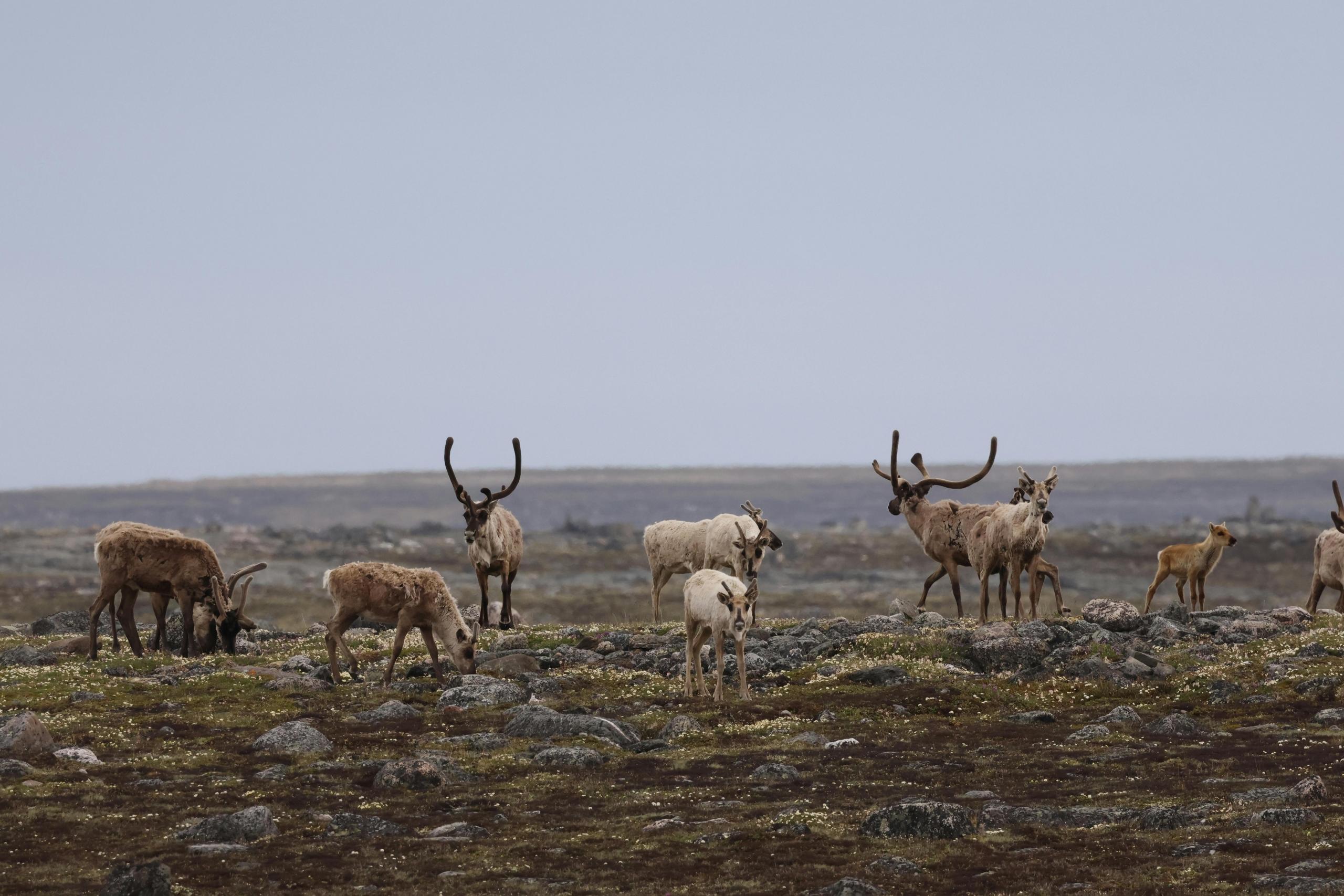 A group of caribous, including calves, grazing on rocky tundra, surrounded by sparse vegetation.
