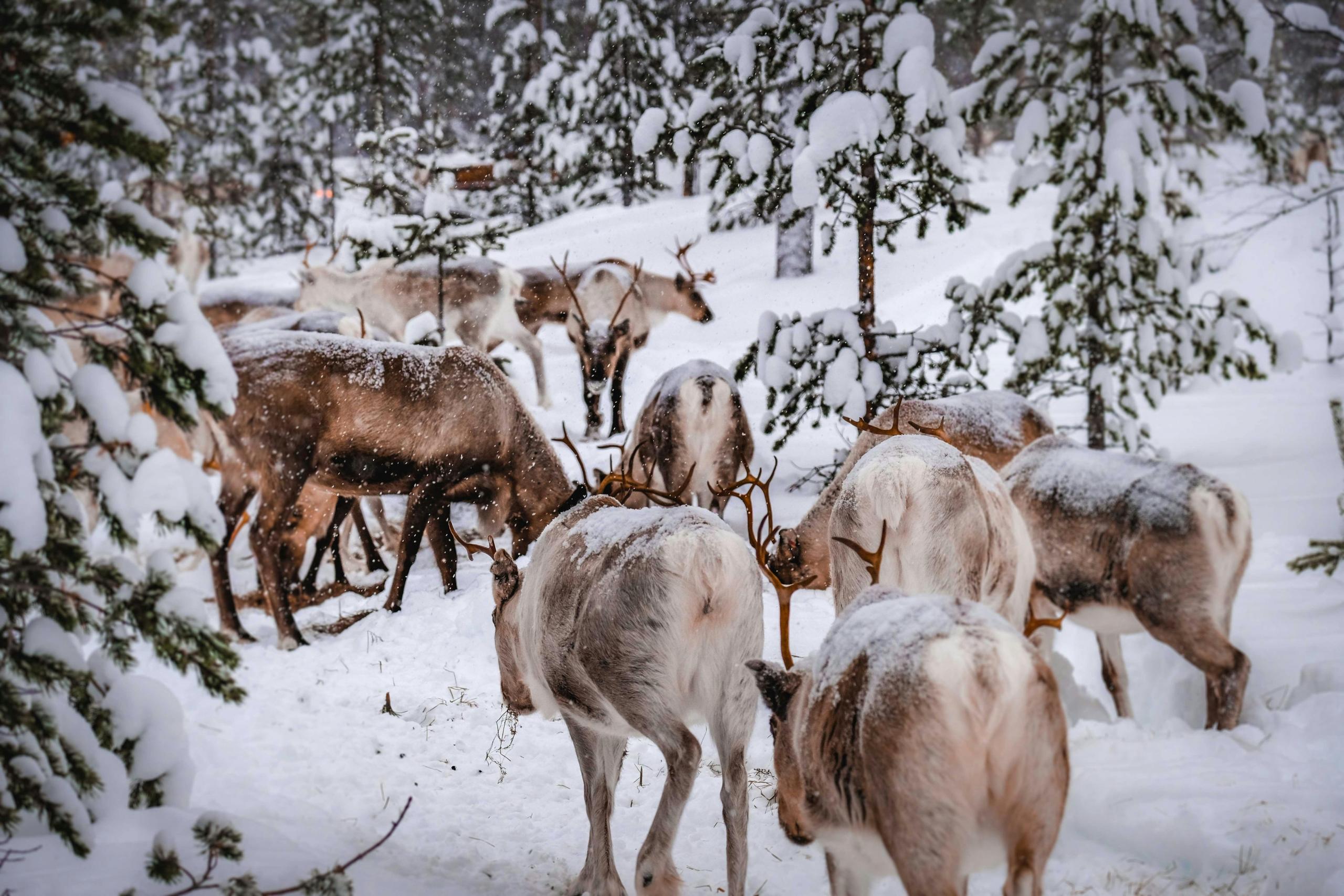 A herd of caribou grazing in a snowy forest, surrounded by snow-covered trees, during their migration in the Arctic regions of Canada.