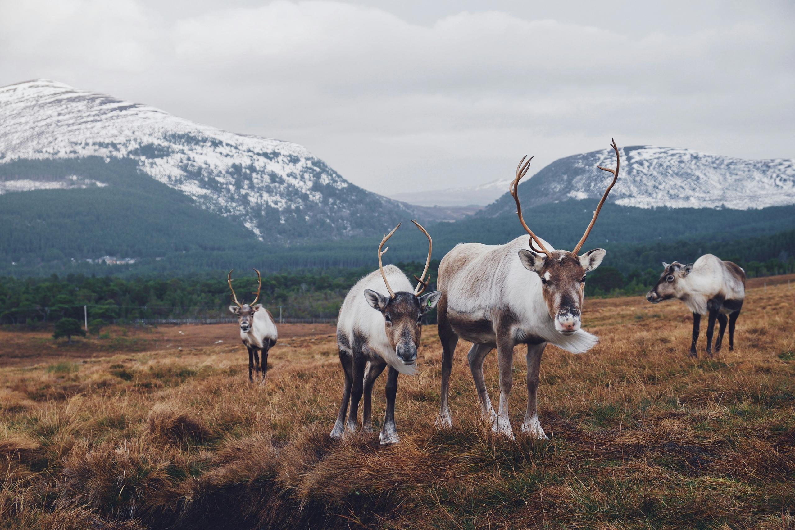 Four caribous standing and grazing in a mountain valley, with snow-covered mountains and forests in the distance.
