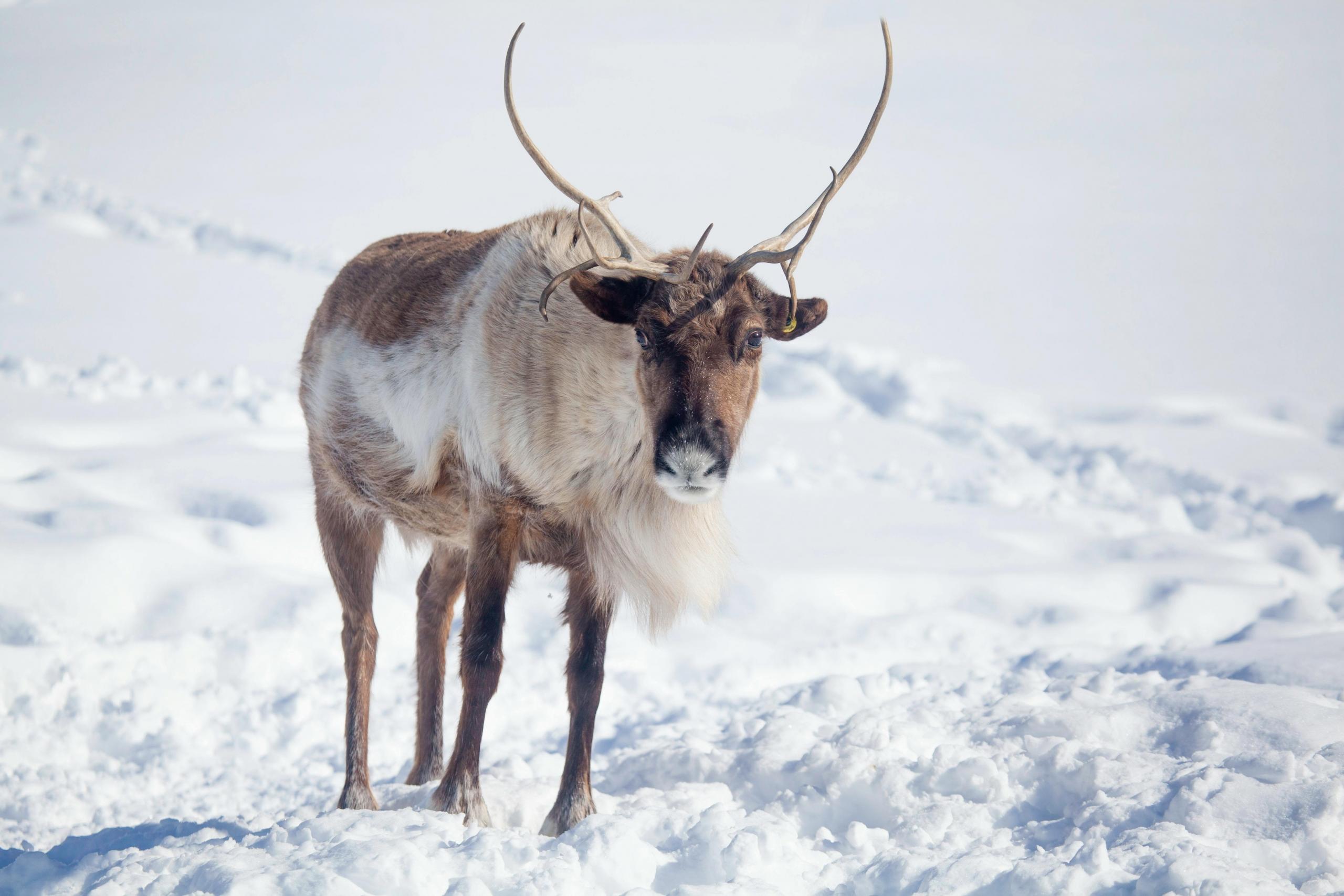 A caribou with antlers standing in deep snow, looking directly at the camera with snowy terrain in the background.