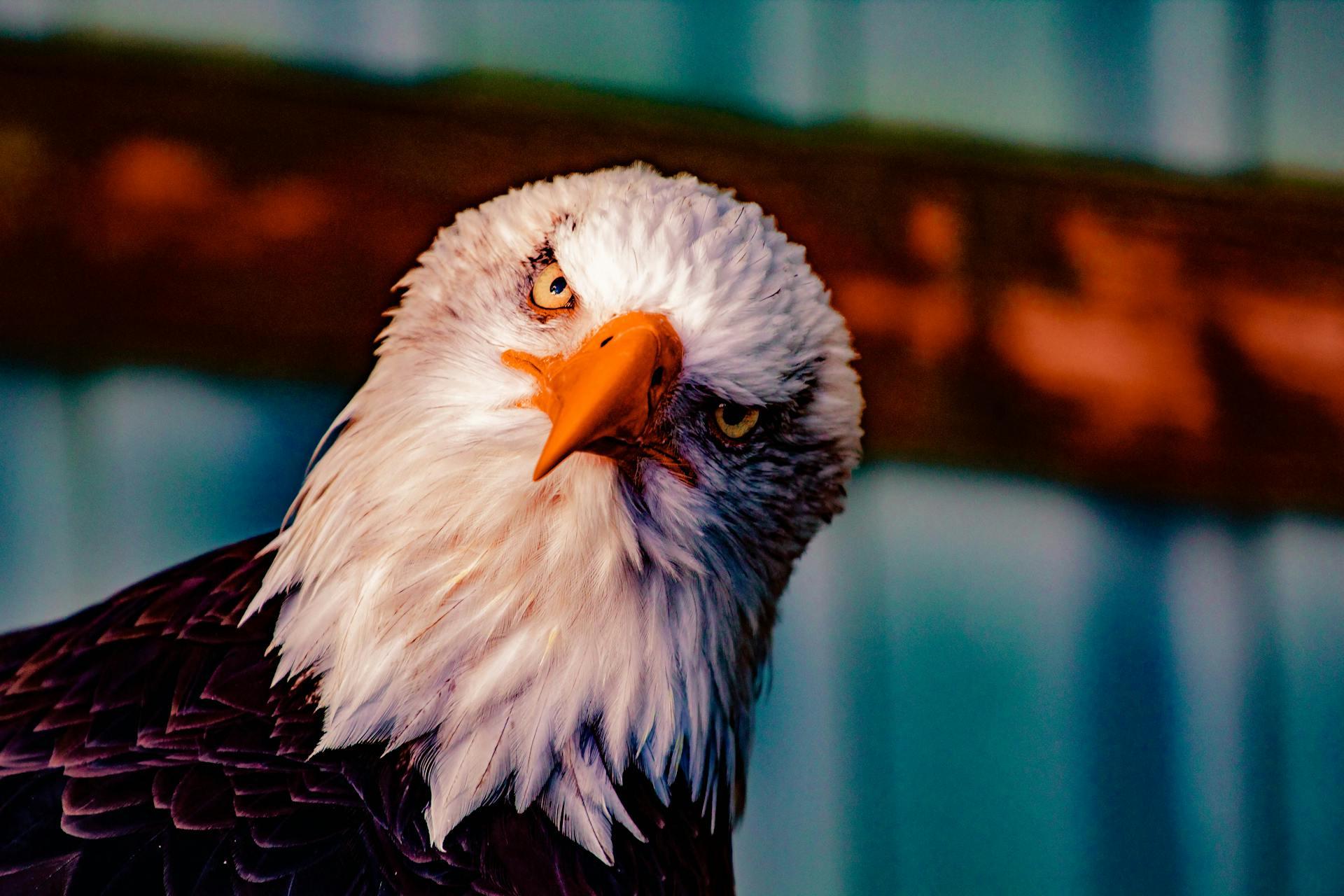 Photograph showing a Bald Eagle Head 
