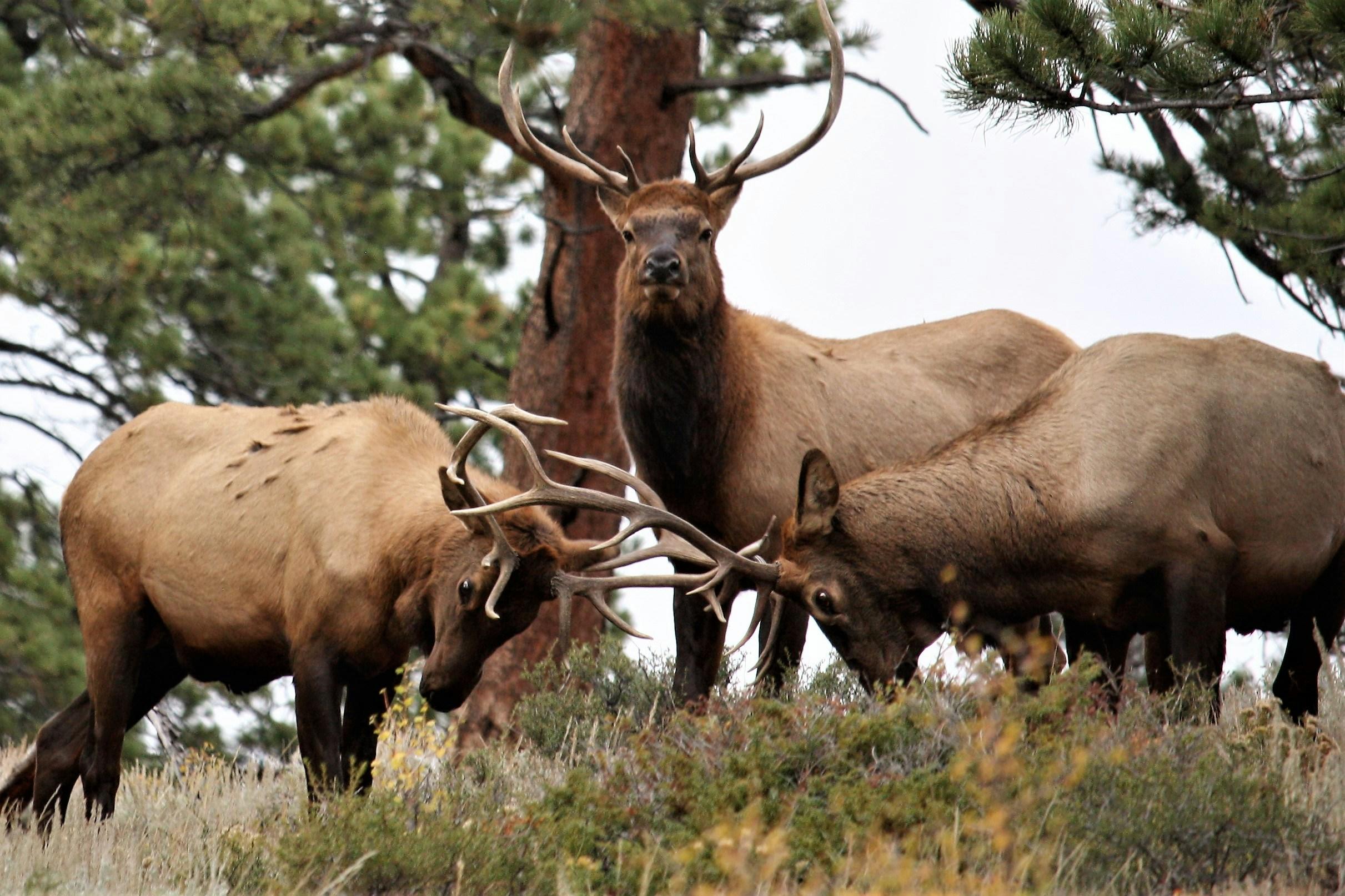 Three elk standing in the wilderness, two engaging with their antlers while one watches, surrounded by pine trees.