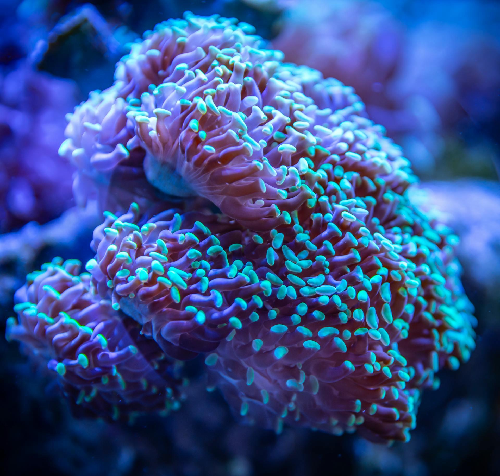 Blue and Pink Coral Photography