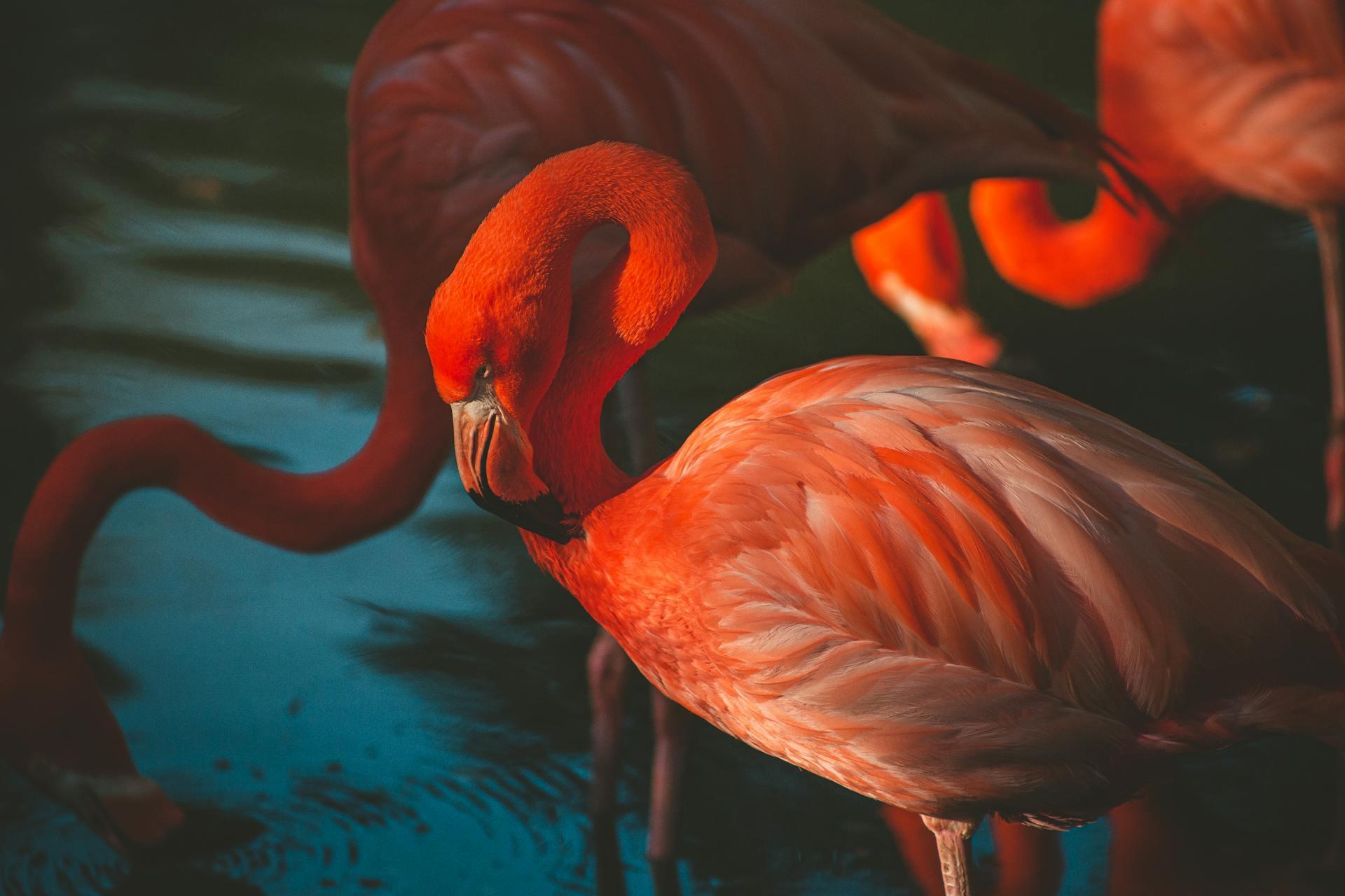 Close-up Photo of Pink Flamingos Standing in Water. 