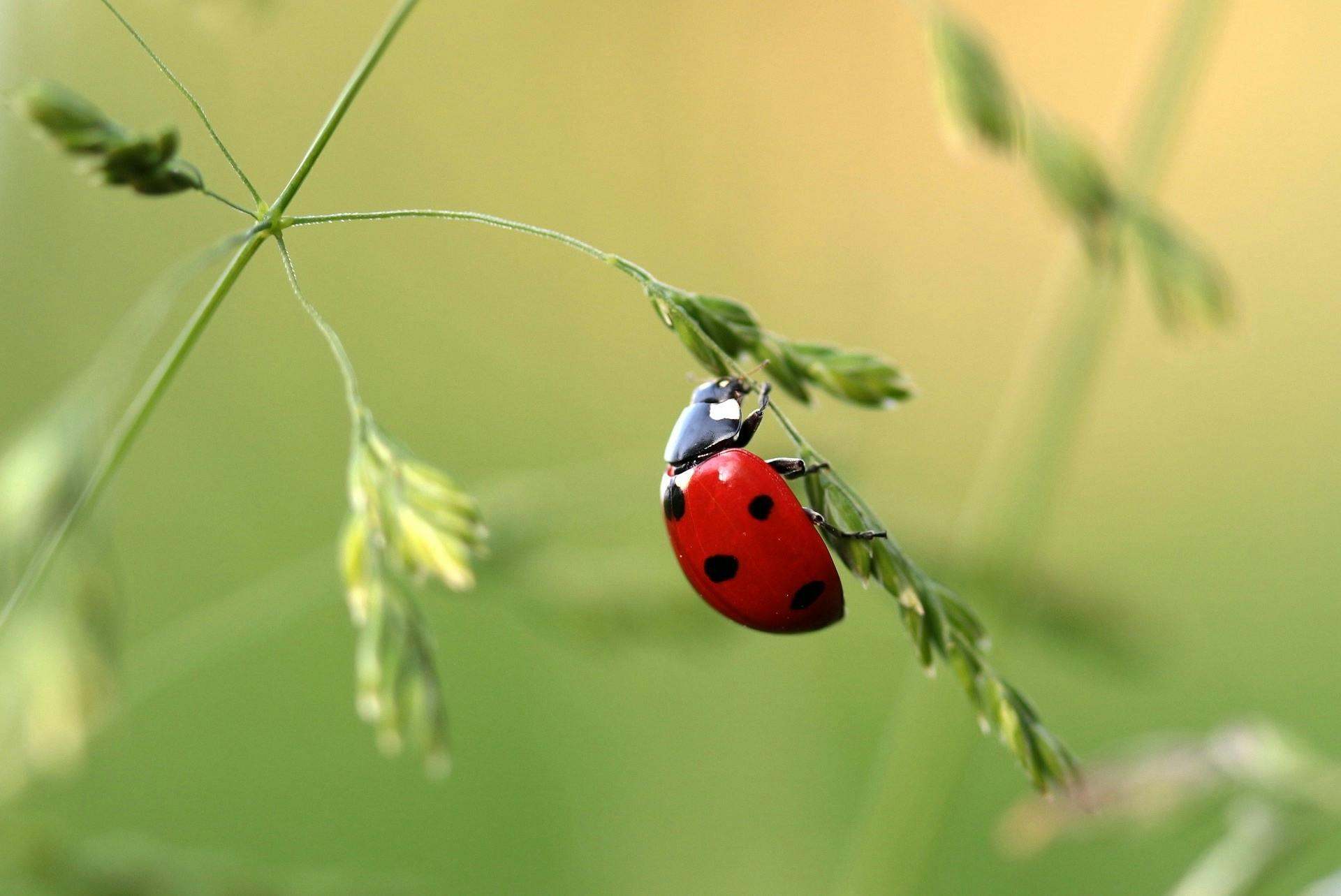 A bright red ladybug with black spots sits on a blade of grass in a natural setting.