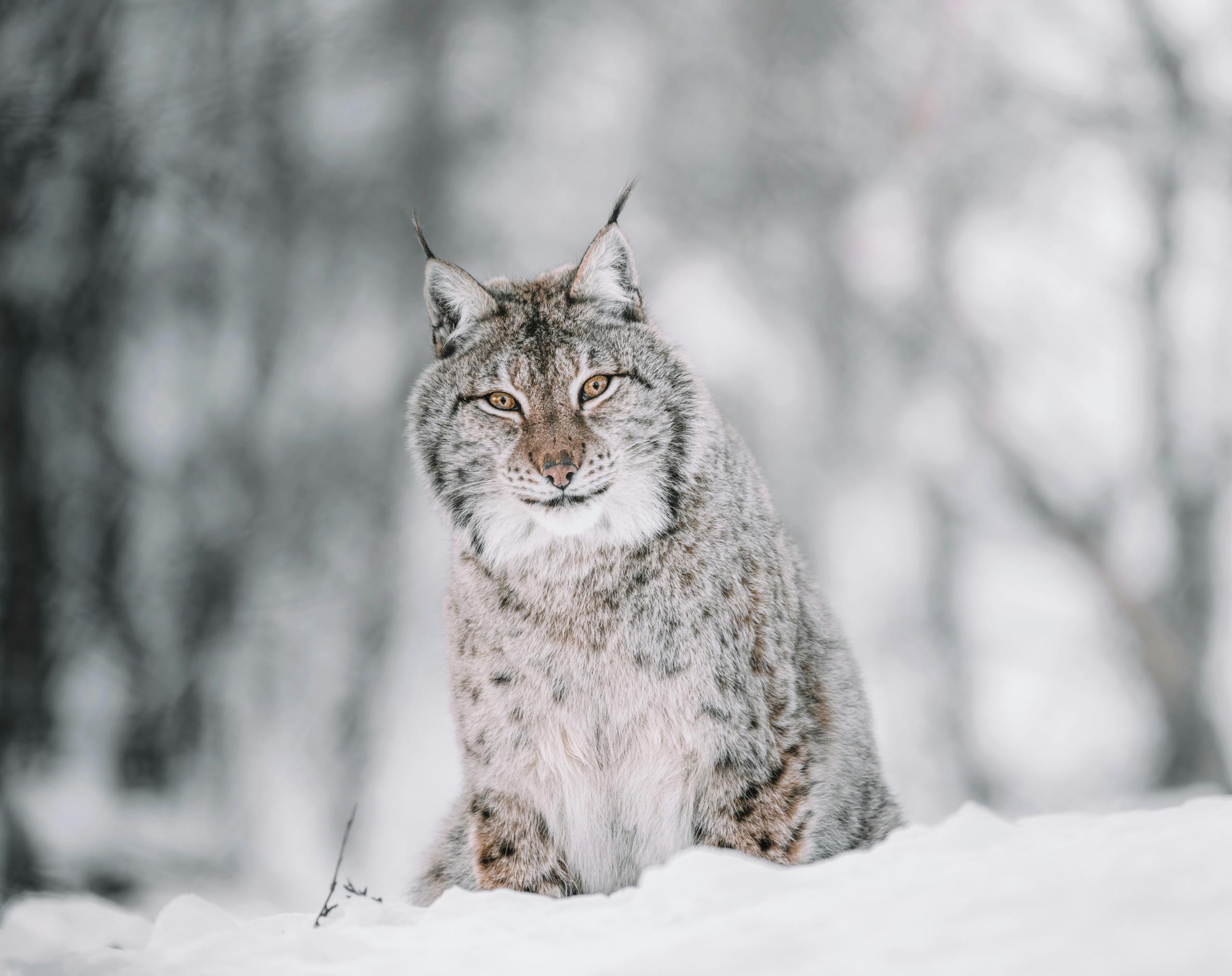A Canada lynx sitting calmly in the snow, staring ahead, showcasing its thick winter coat.