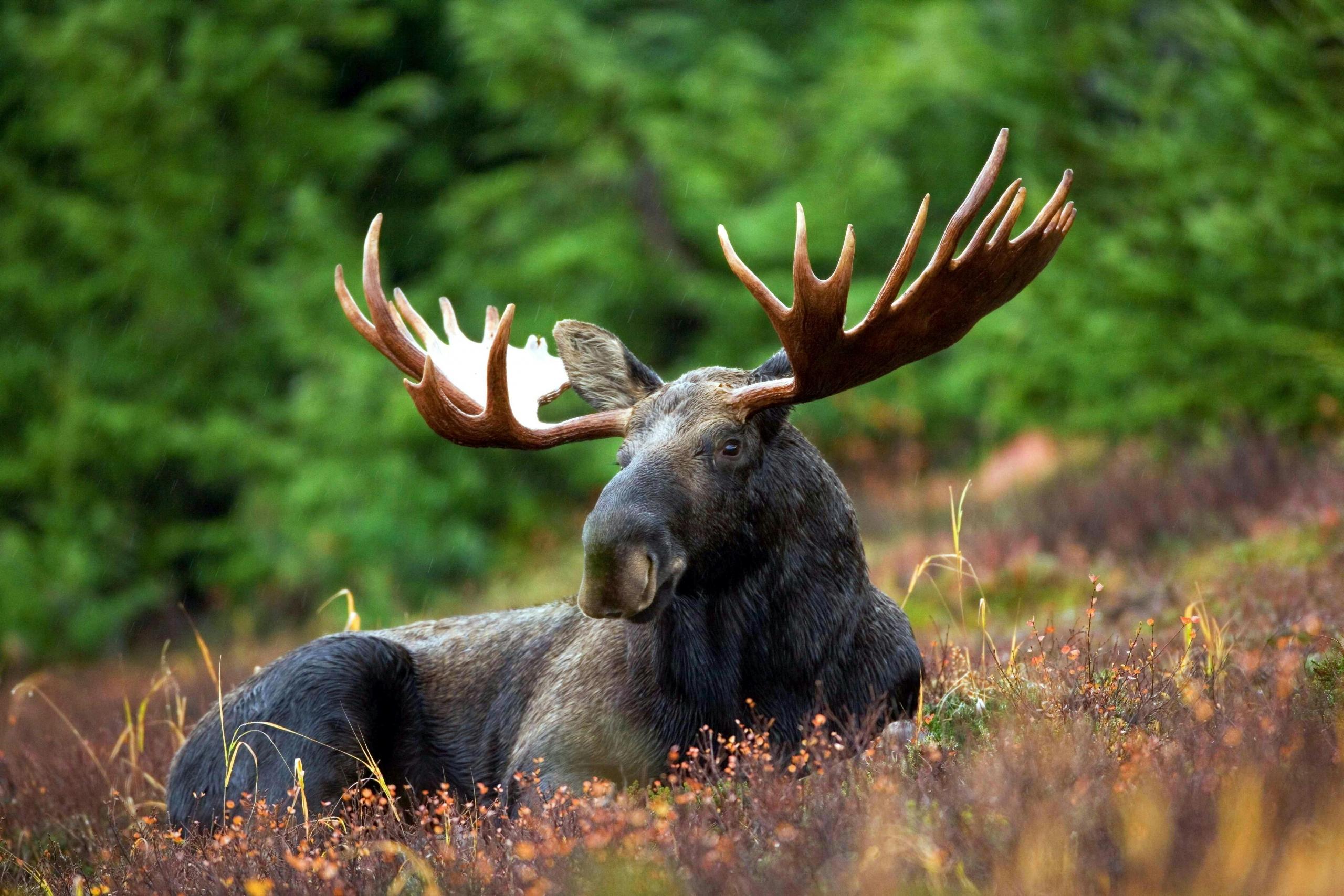 A large Canadian moose with impressive antlers resting in a forest clearing.