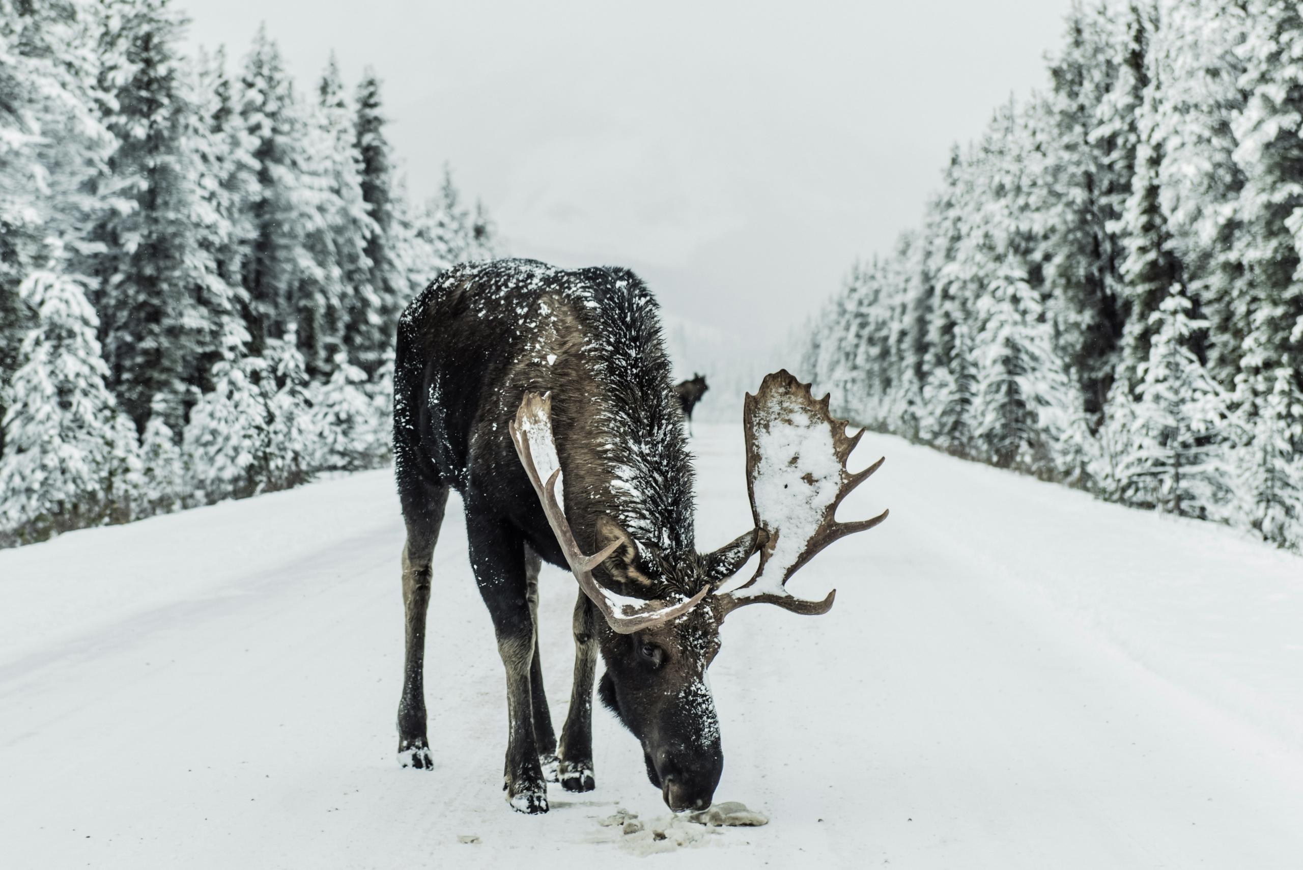 Moose foraging in a snow-covered forest in Canada.